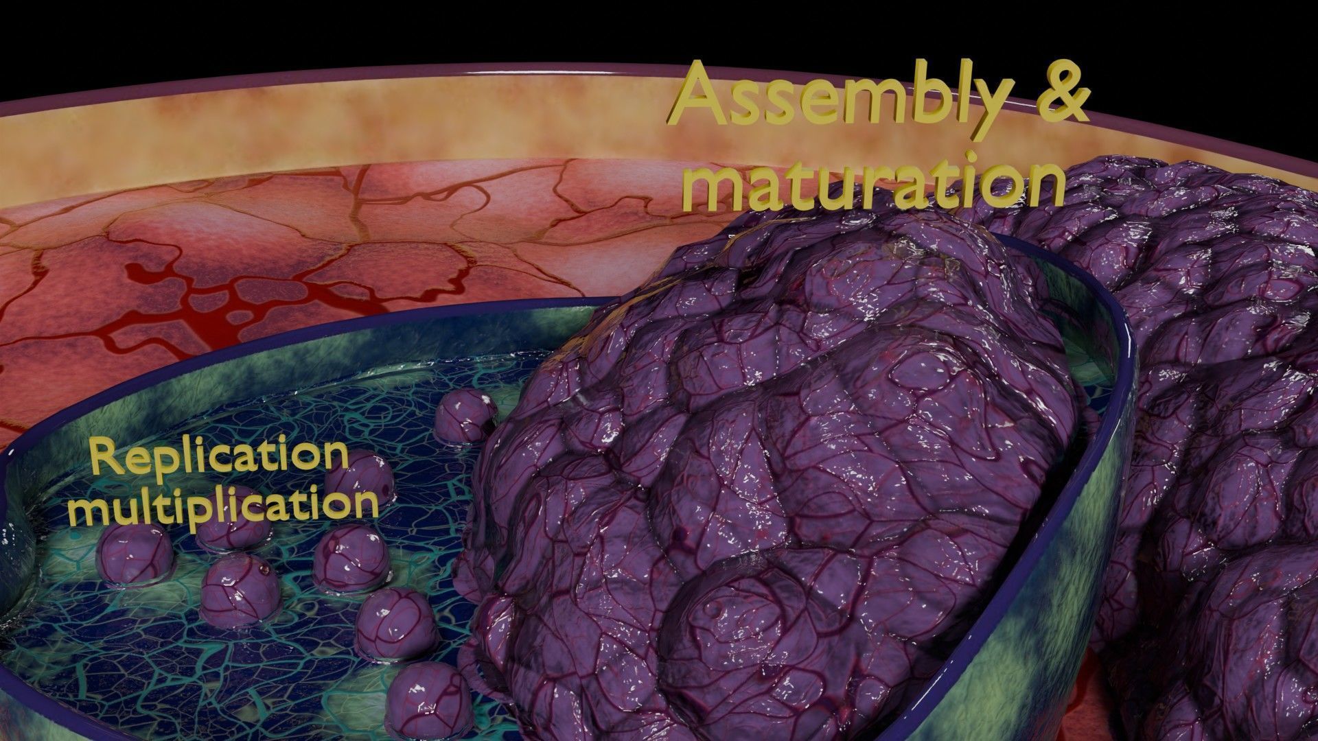 Virus infection cycle in host cell Low-poly 3D model_4