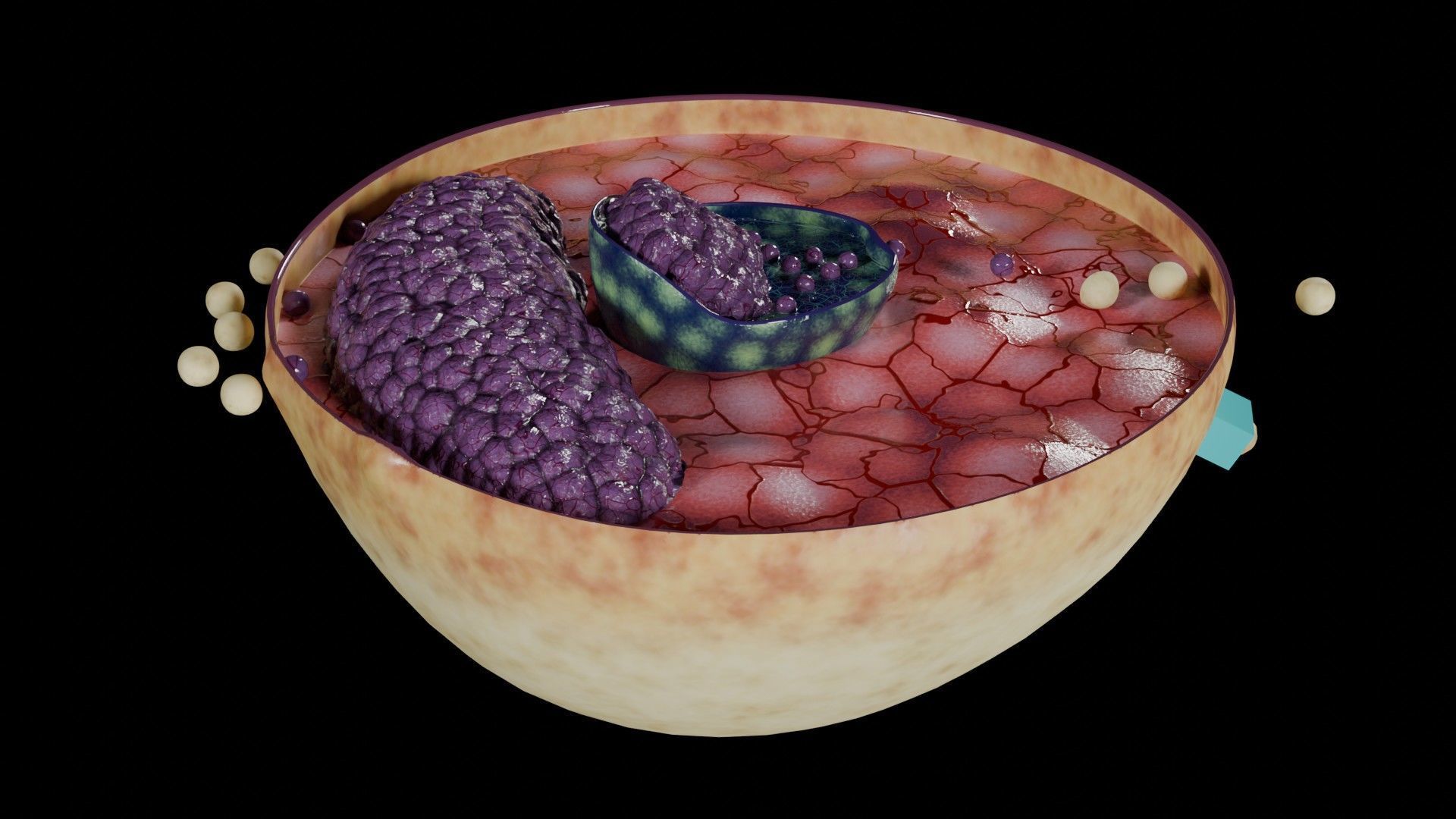 Virus infection cycle in host cell Low-poly 3D model_28