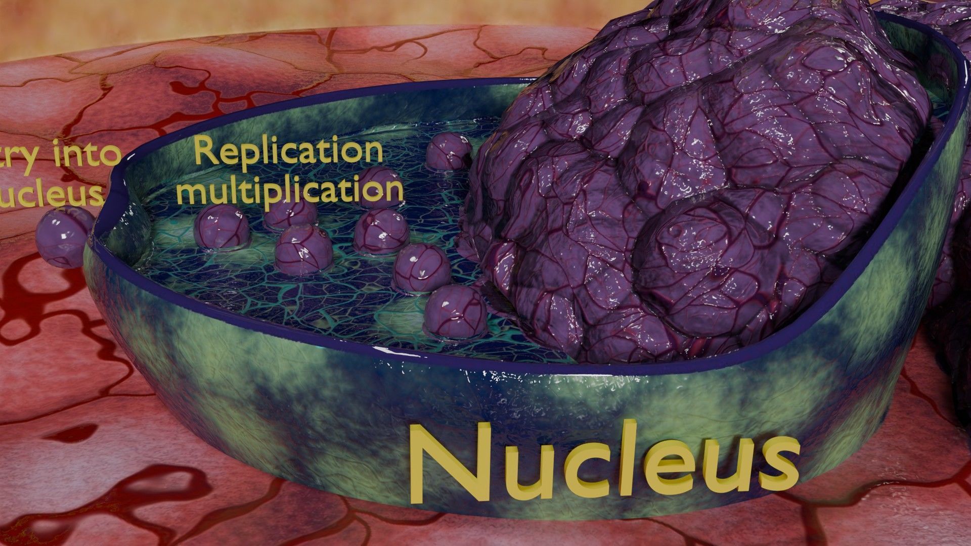 Virus infection cycle in host cell Low-poly 3D model_37