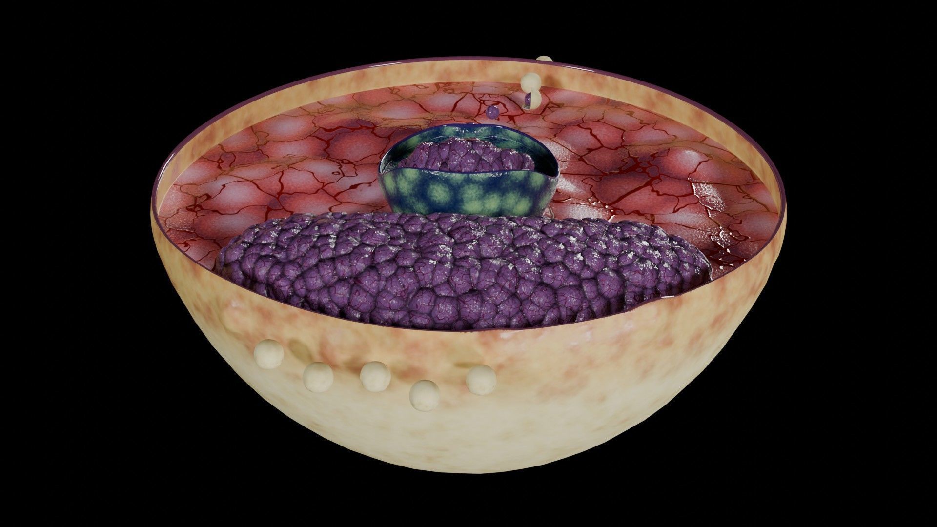 Virus infection cycle in host cell Low-poly 3D model_36