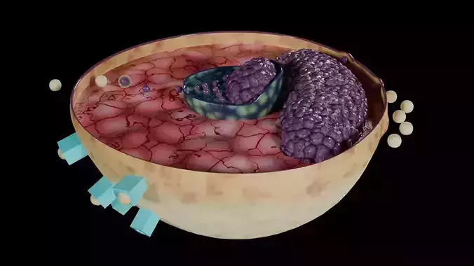 Virus infection cycle in host cell Low-poly 3D model