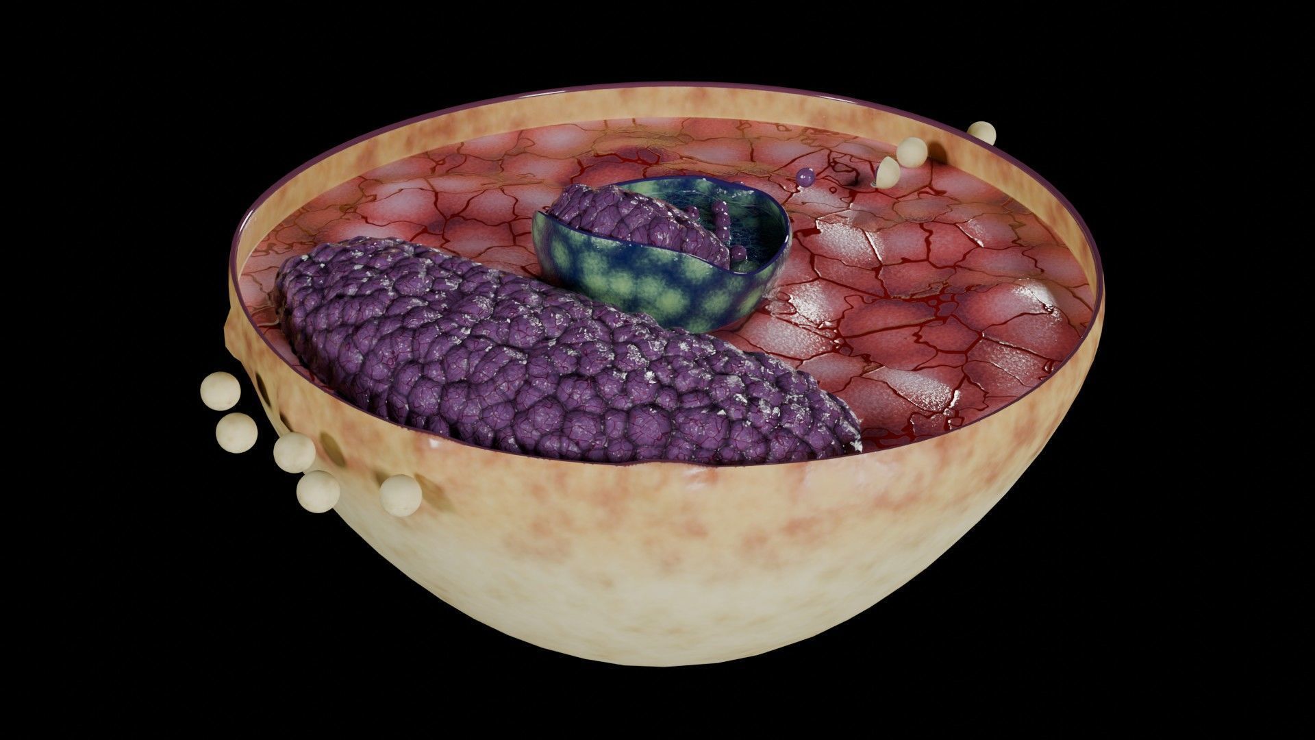 Virus infection cycle in host cell Low-poly 3D model_32