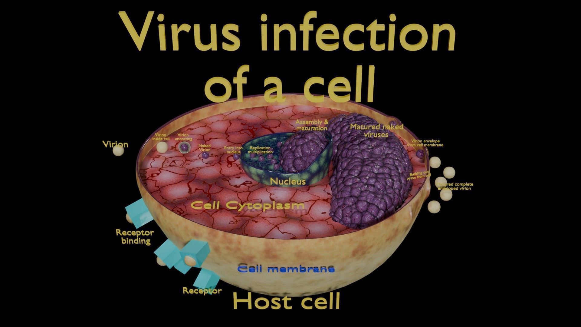 Virus infection cycle in host cell Low-poly 3D model_23