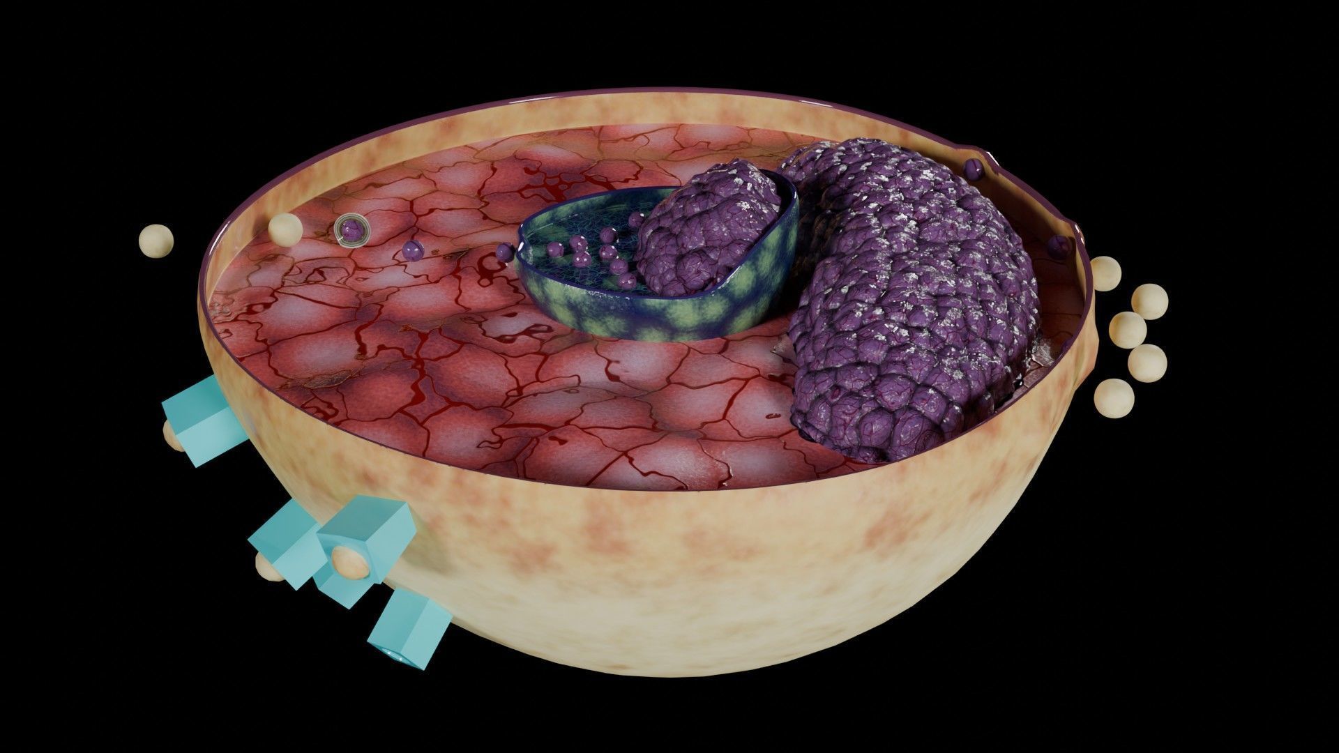 Virus infection cycle in host cell Low-poly 3D model_47