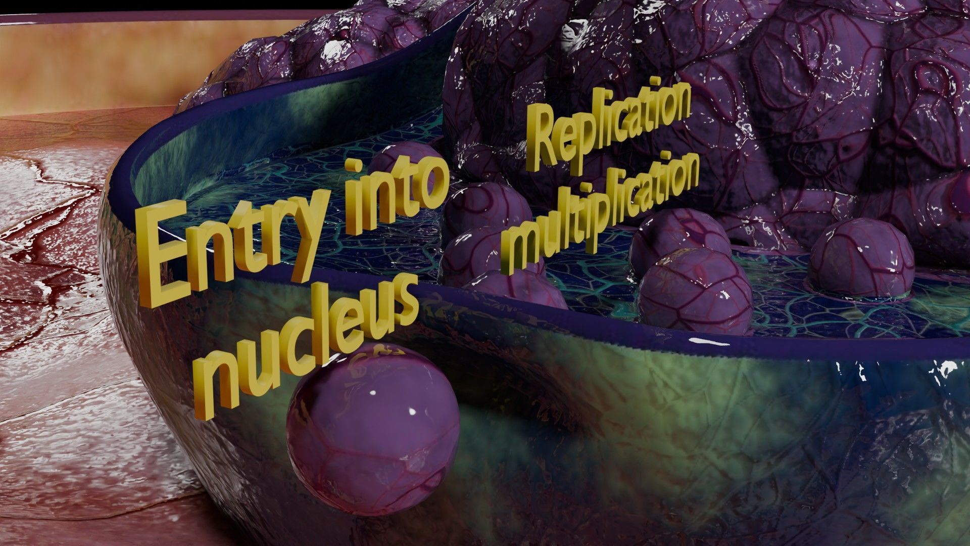 Virus infection cycle in host cell Low-poly 3D model_49