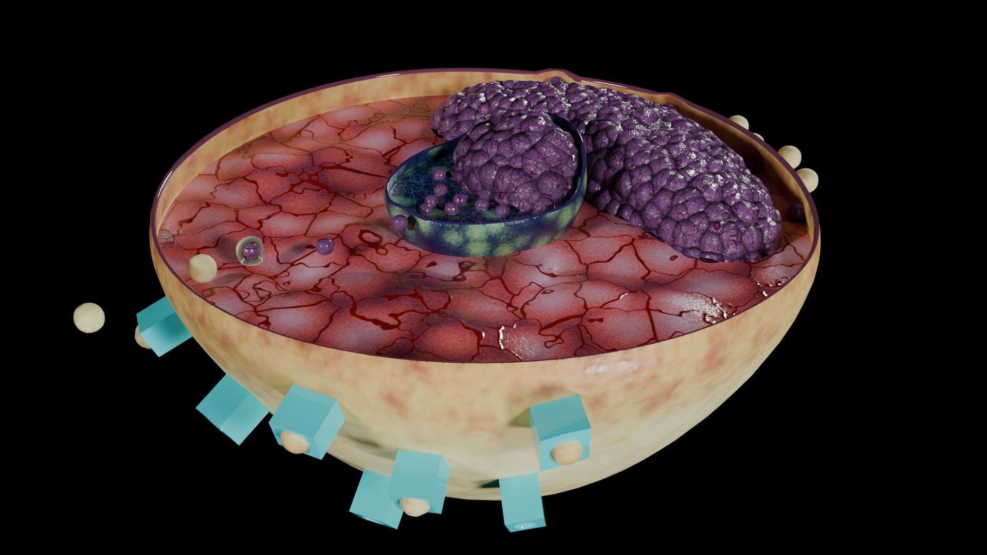 Virus infection cycle in host cell Low-poly 3D model_8