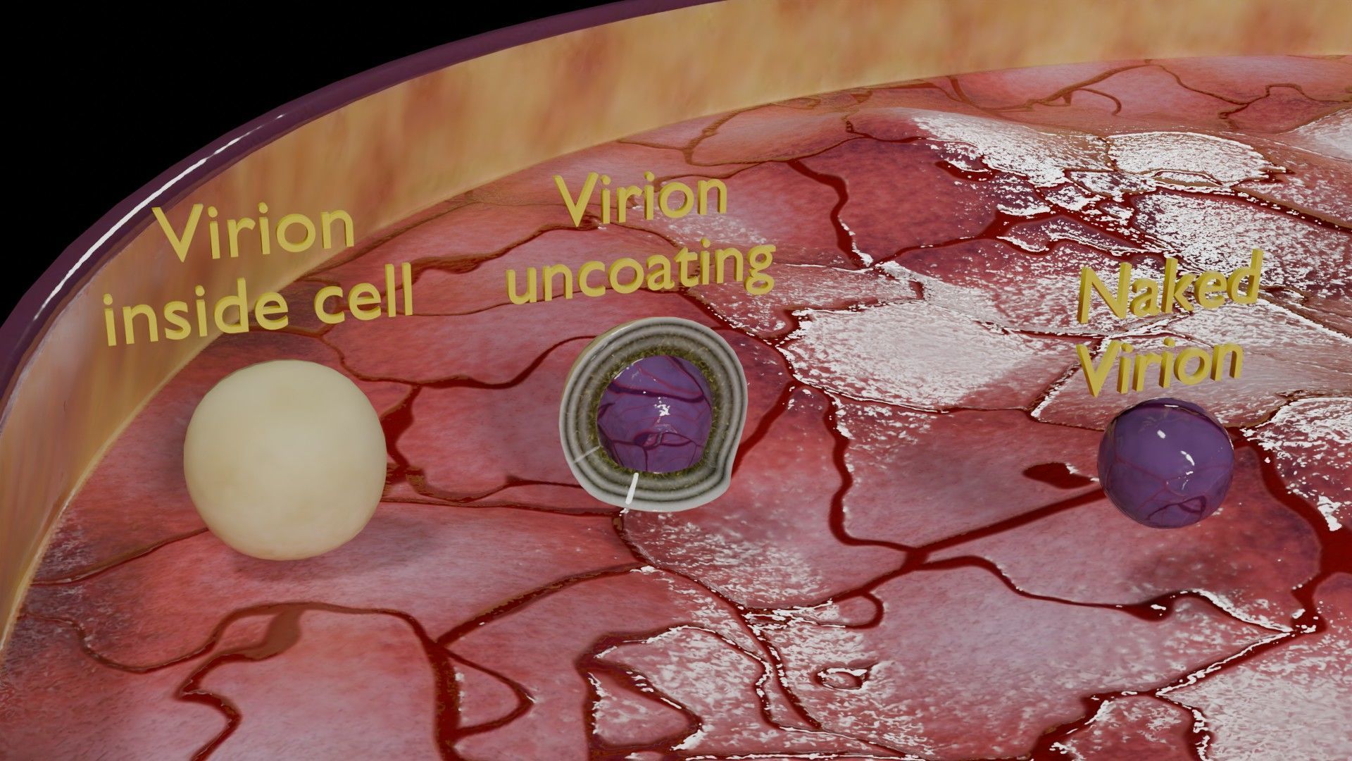 Virus infection cycle in host cell Low-poly 3D model_7