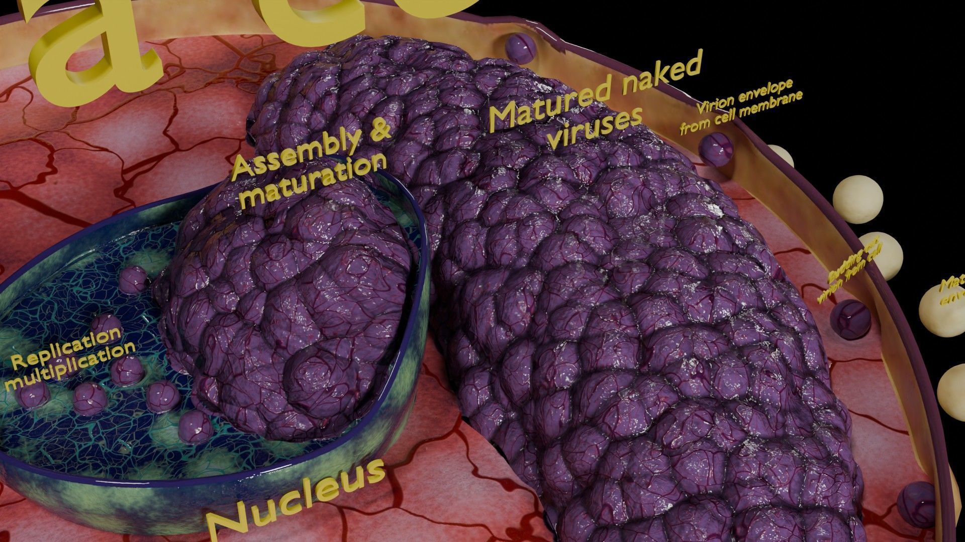 Virus infection cycle in host cell Low-poly 3D model_53