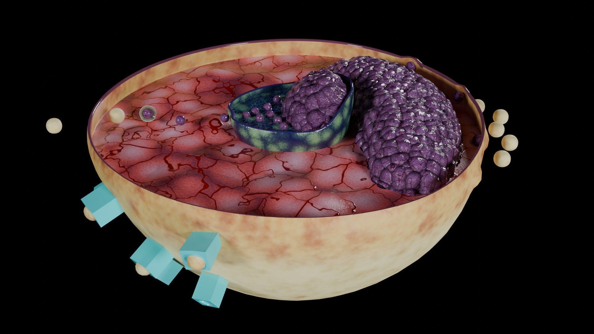 Virus infection cycle in host cell Low-poly 3D model_1
