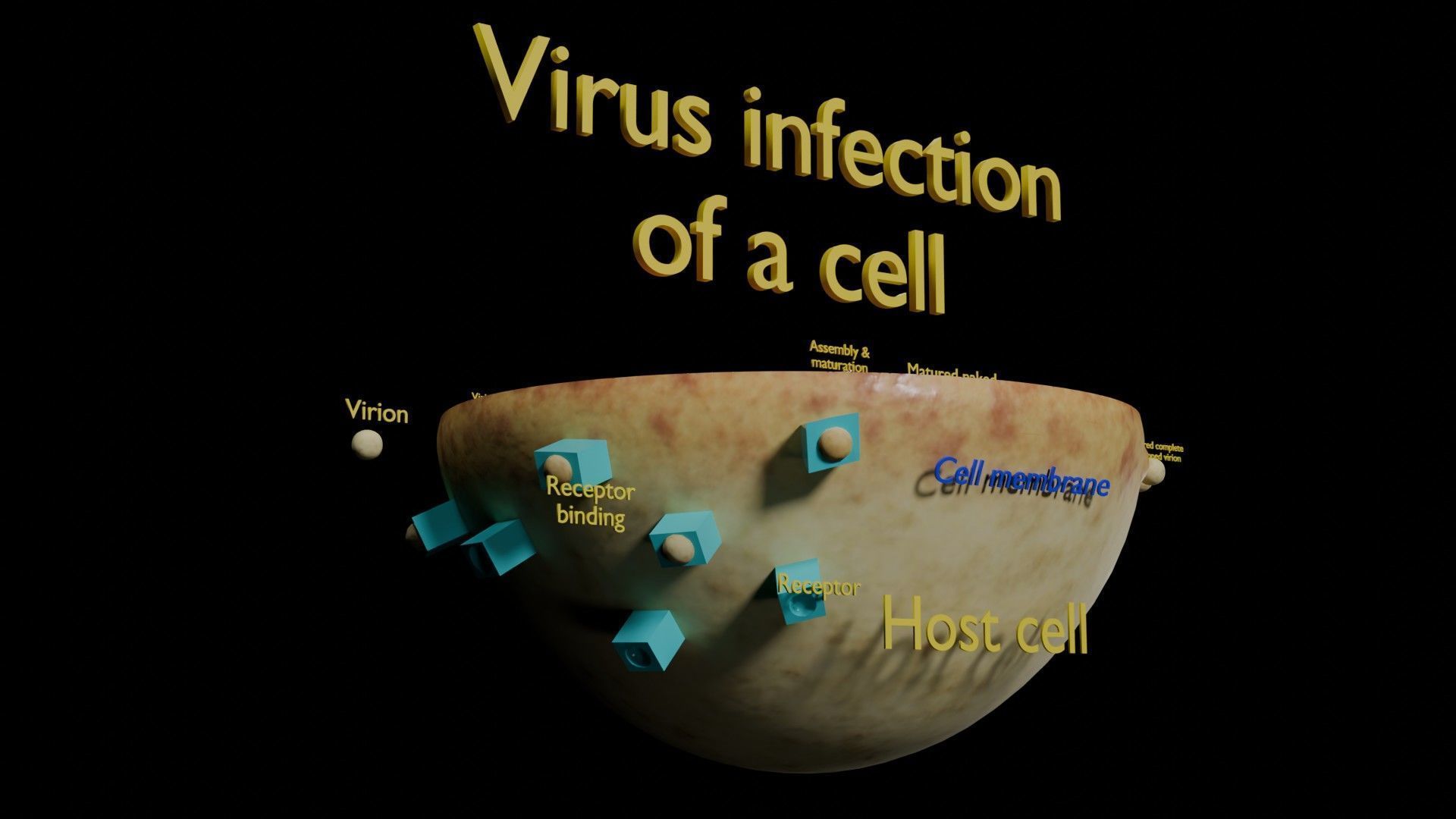 Virus infection cycle in host cell Low-poly 3D model_54