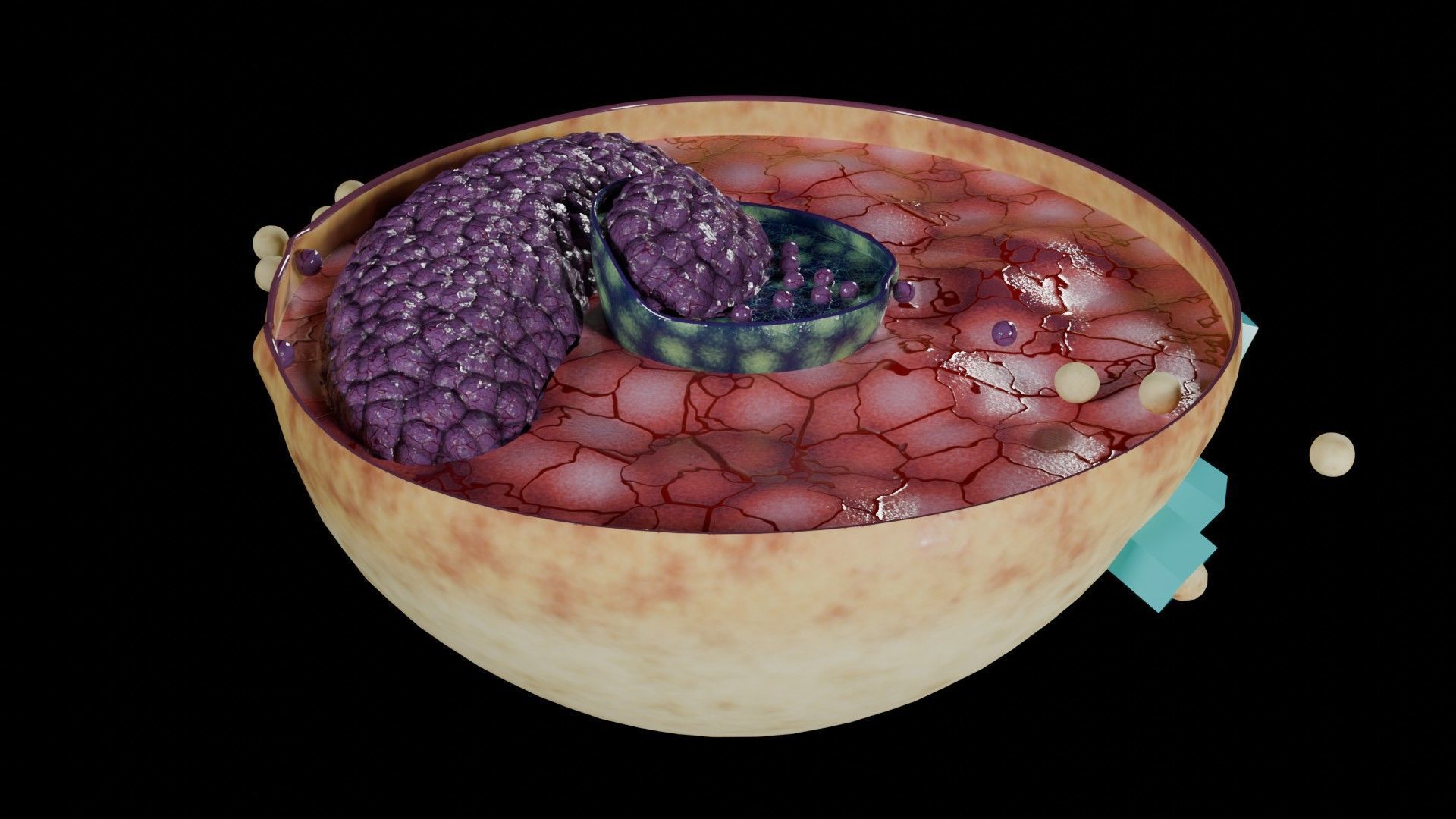 Virus infection cycle in host cell Low-poly 3D model_25