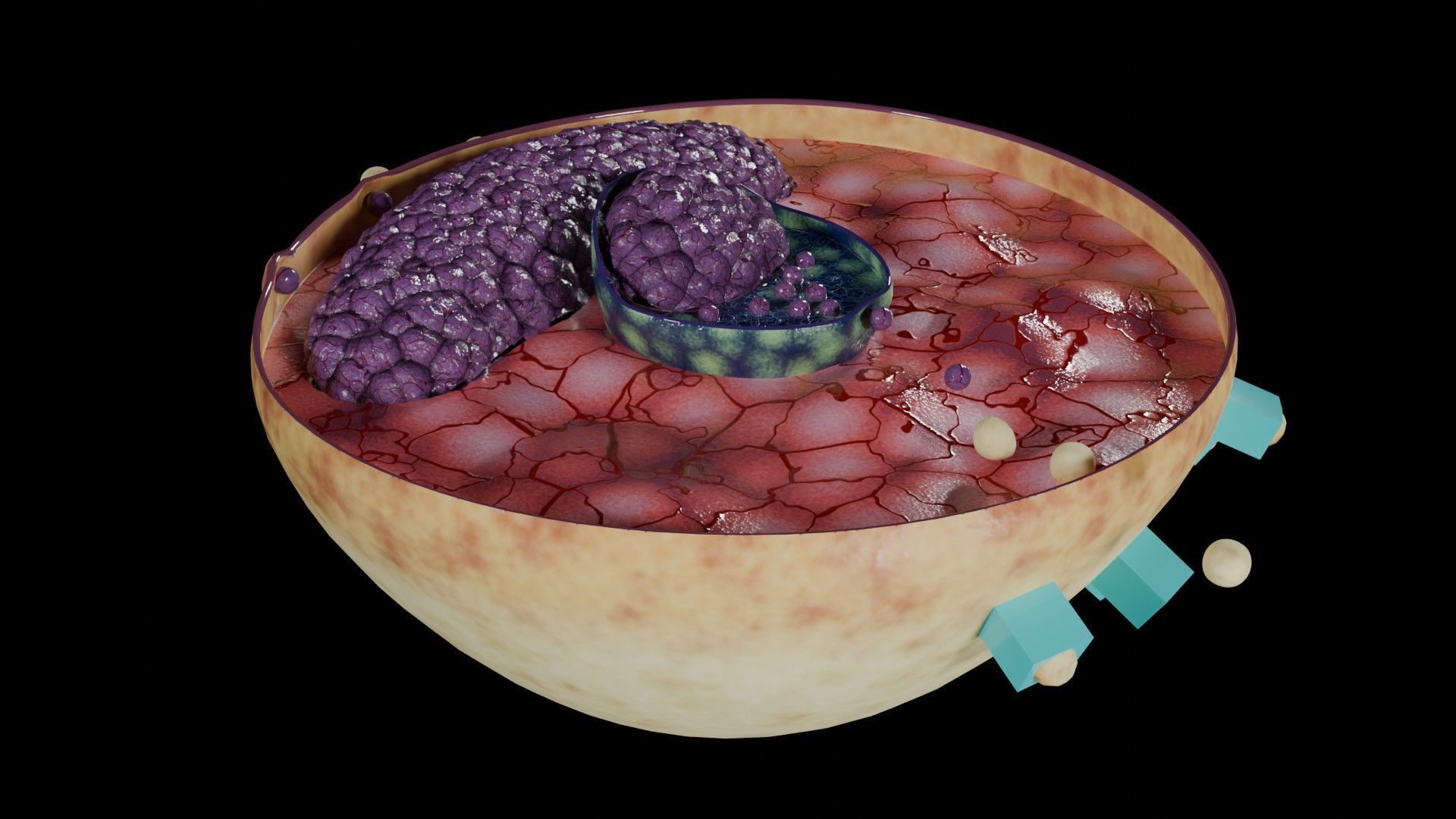 Virus infection cycle in host cell Low-poly 3D model_22