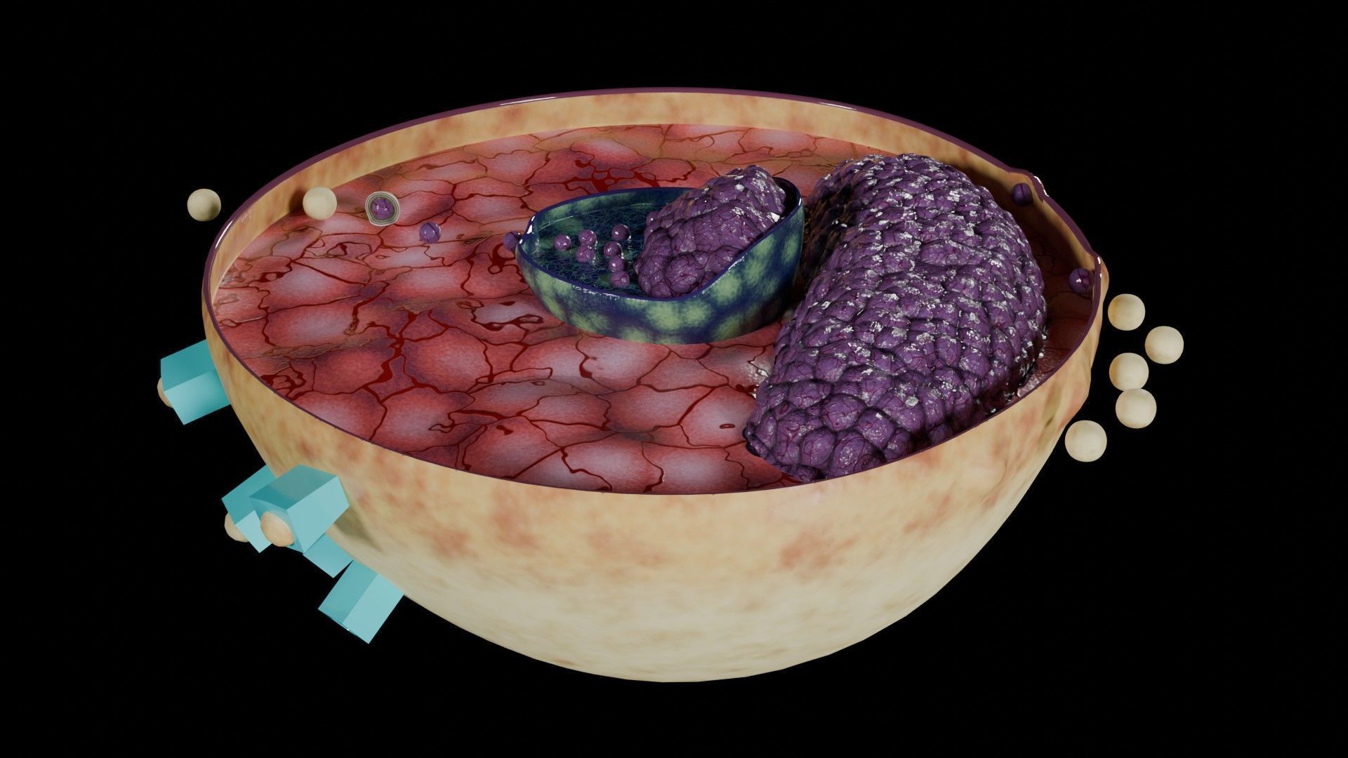 Virus infection cycle in host cell Low-poly 3D model_46