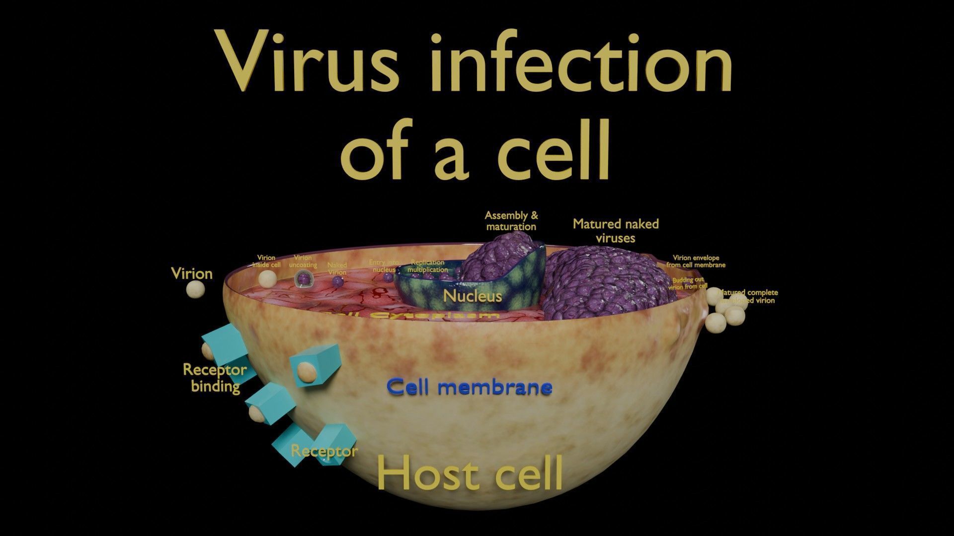 Virus infection cycle in host cell Low-poly 3D model_50