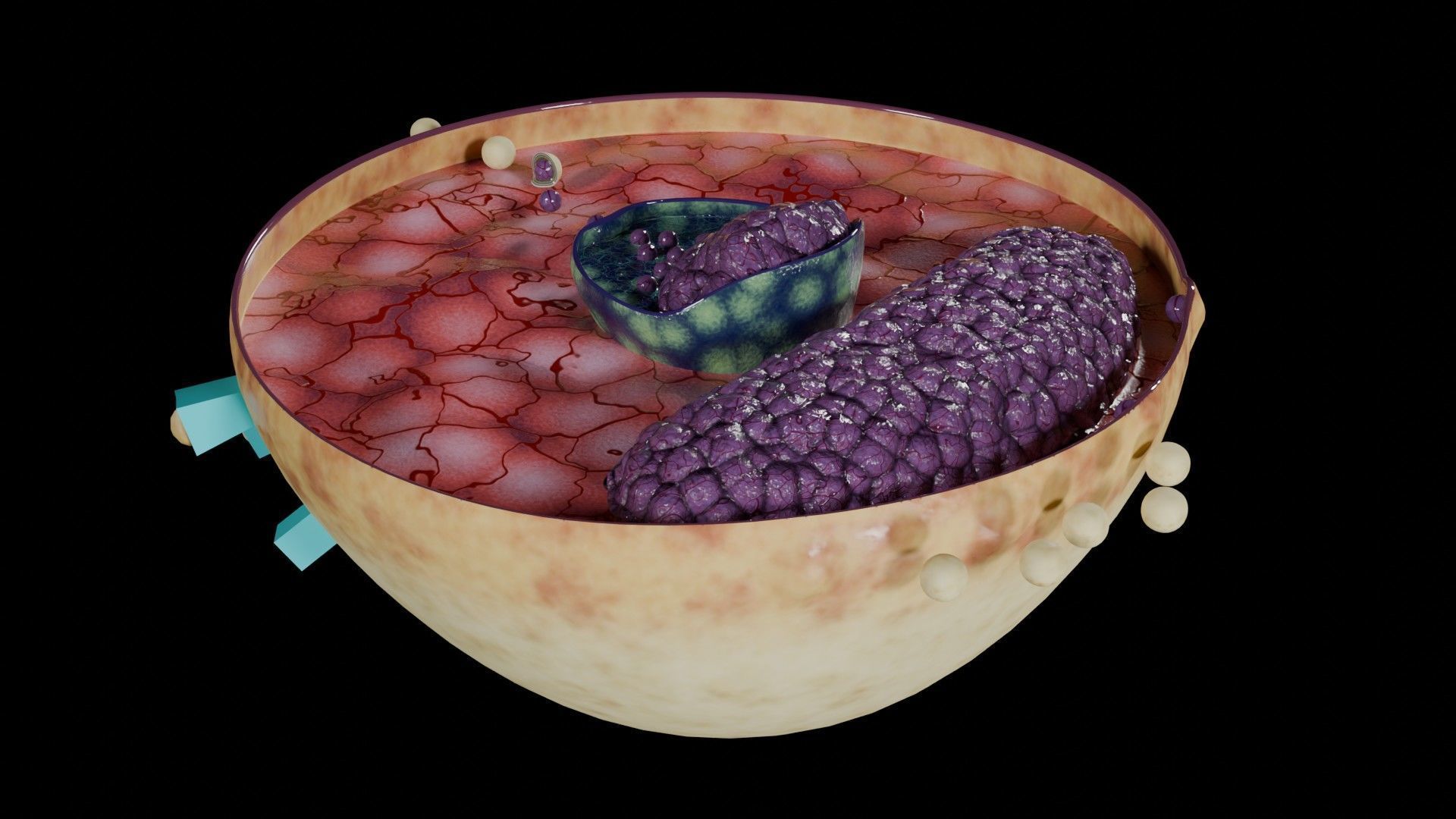 Virus infection cycle in host cell Low-poly 3D model_43