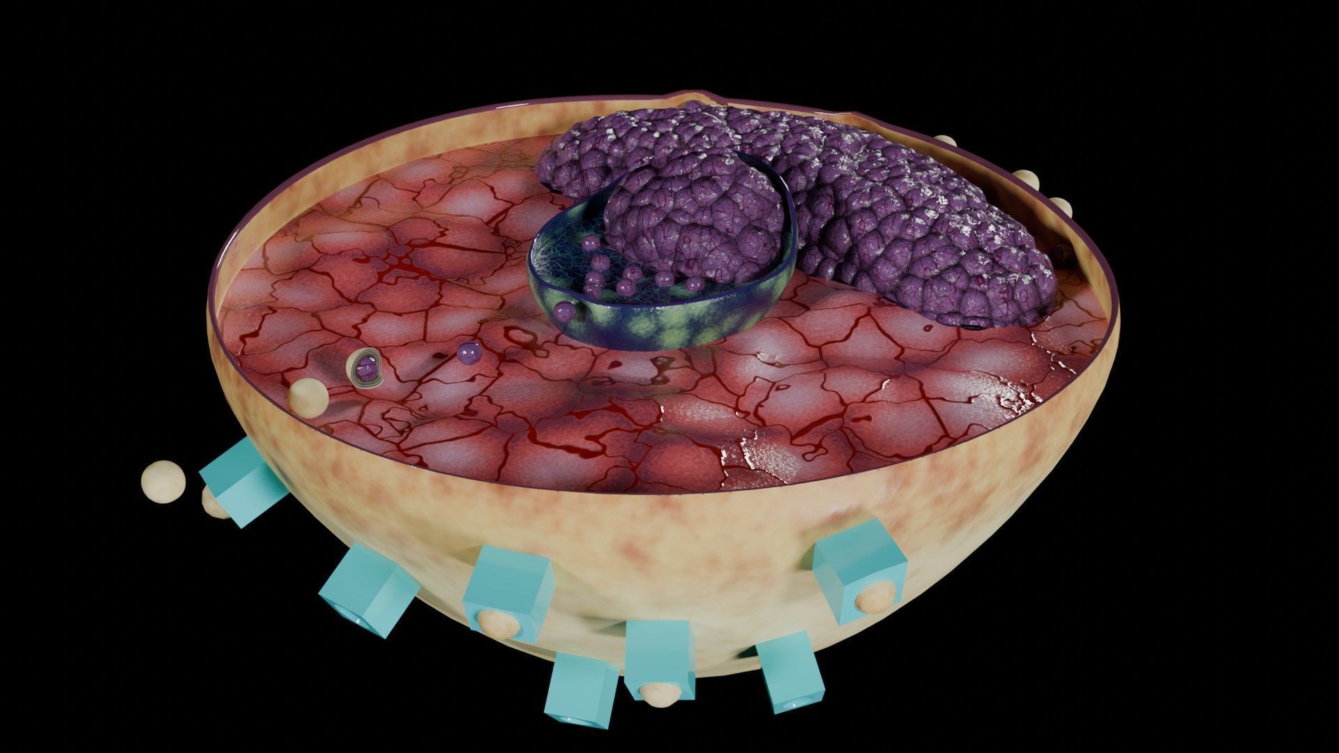 Virus infection cycle in host cell Low-poly 3D model_11
