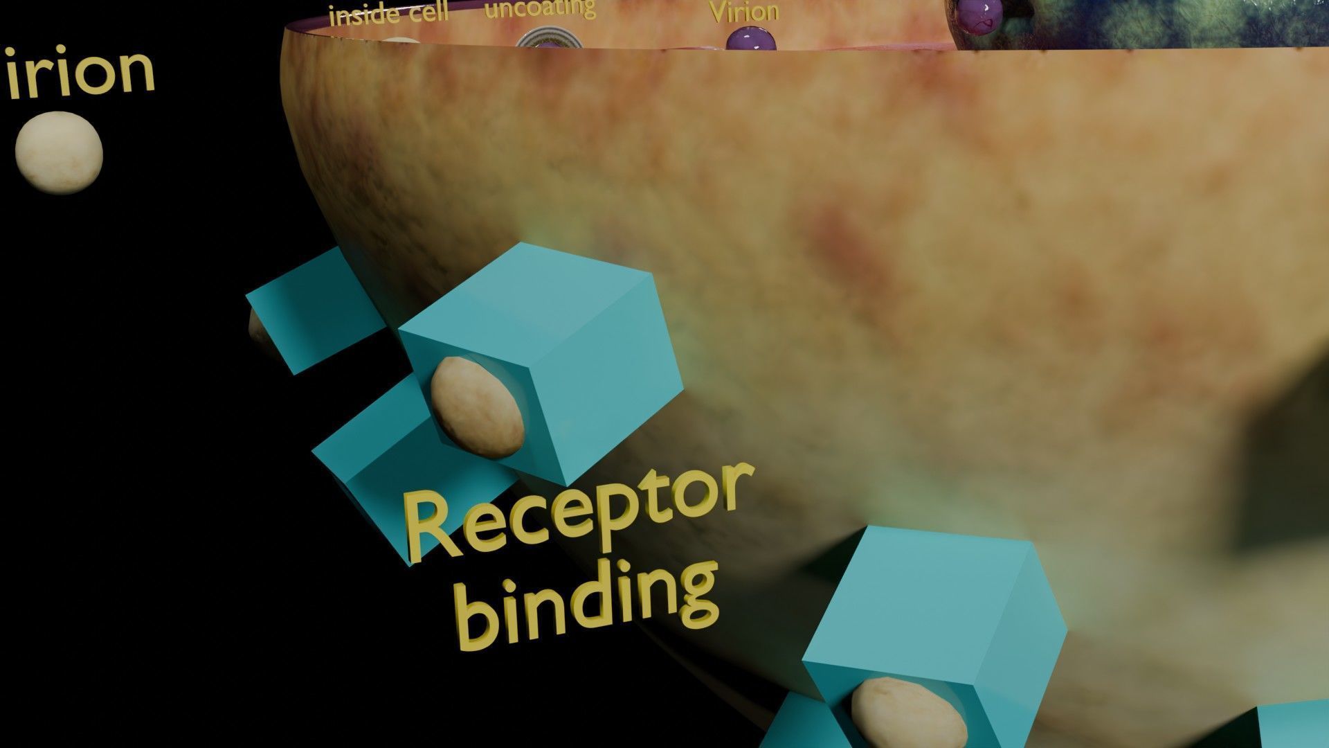 Virus infection cycle in host cell Low-poly 3D model_58