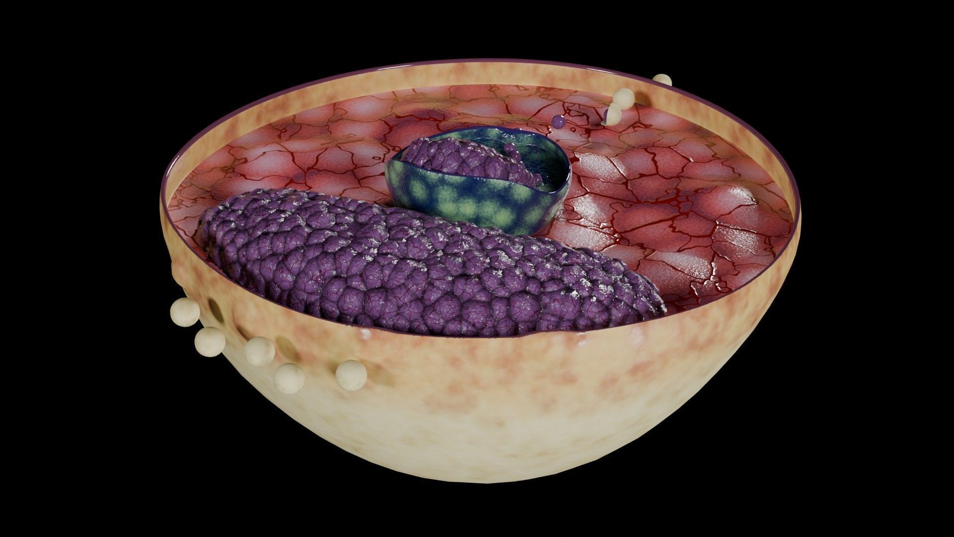 Virus infection cycle in host cell Low-poly 3D model_34