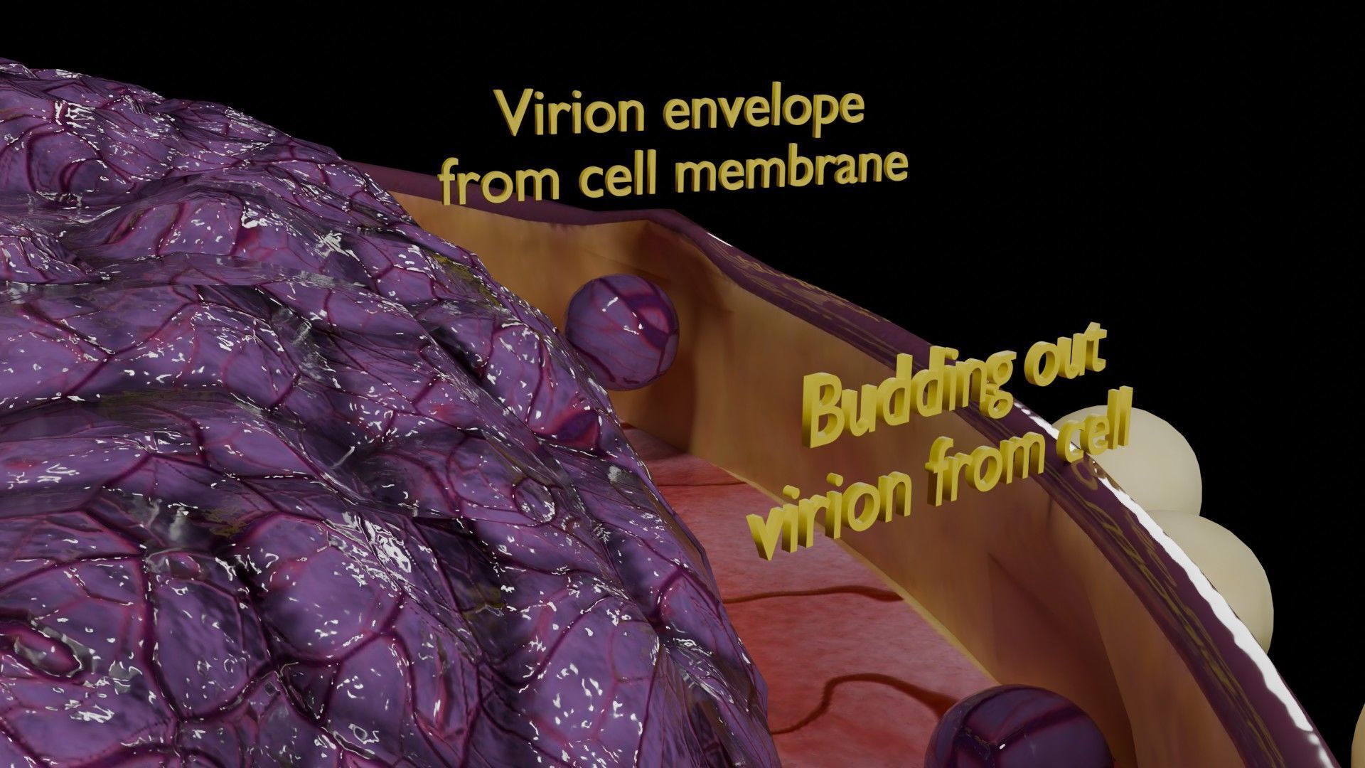 Virus infection cycle in host cell Low-poly 3D model_66