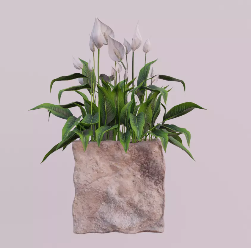 PLANT spathiphyllum Free 3D model
