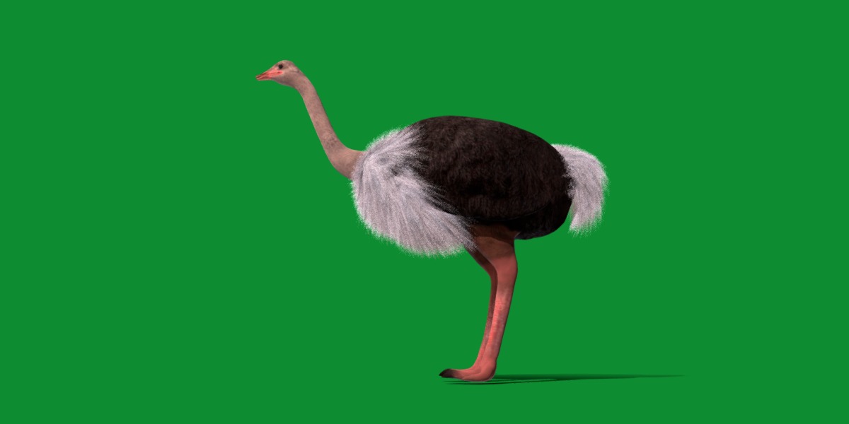 Ostrich Bird Low-poly 3D model_28
