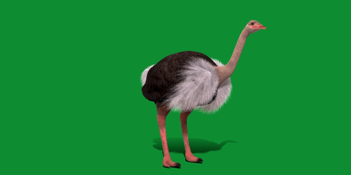 Ostrich Bird Low-poly 3D model_30