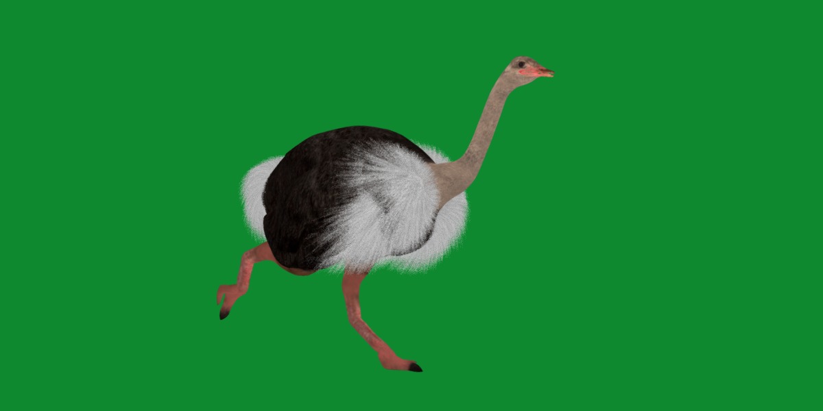 Ostrich Bird Low-poly 3D model_25