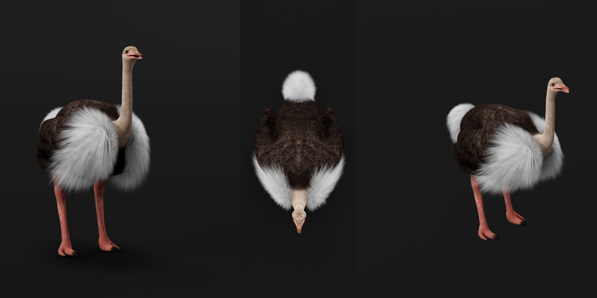 Ostrich Bird Low-poly 3D model_9