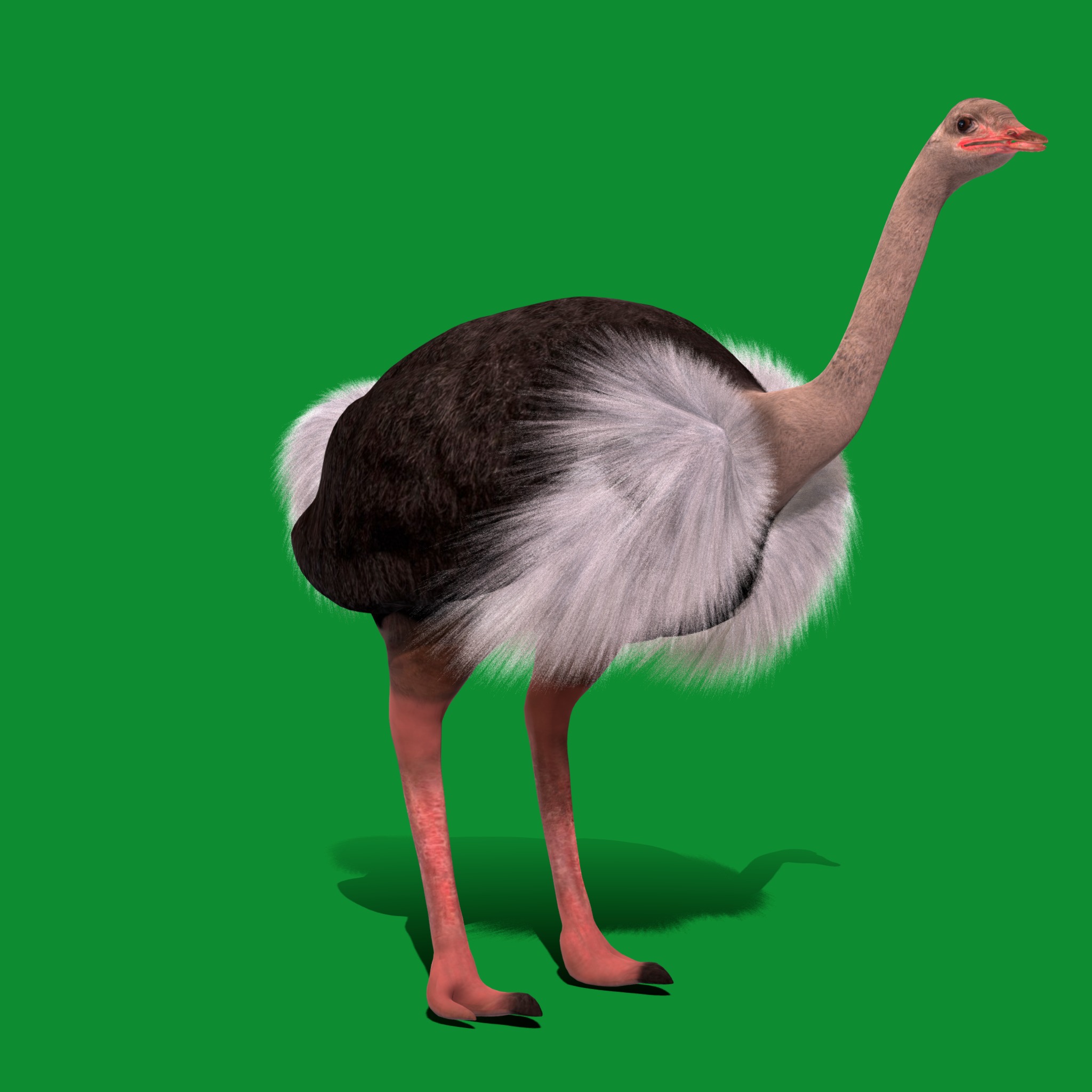 Ostrich Bird Low-poly 3D model_21