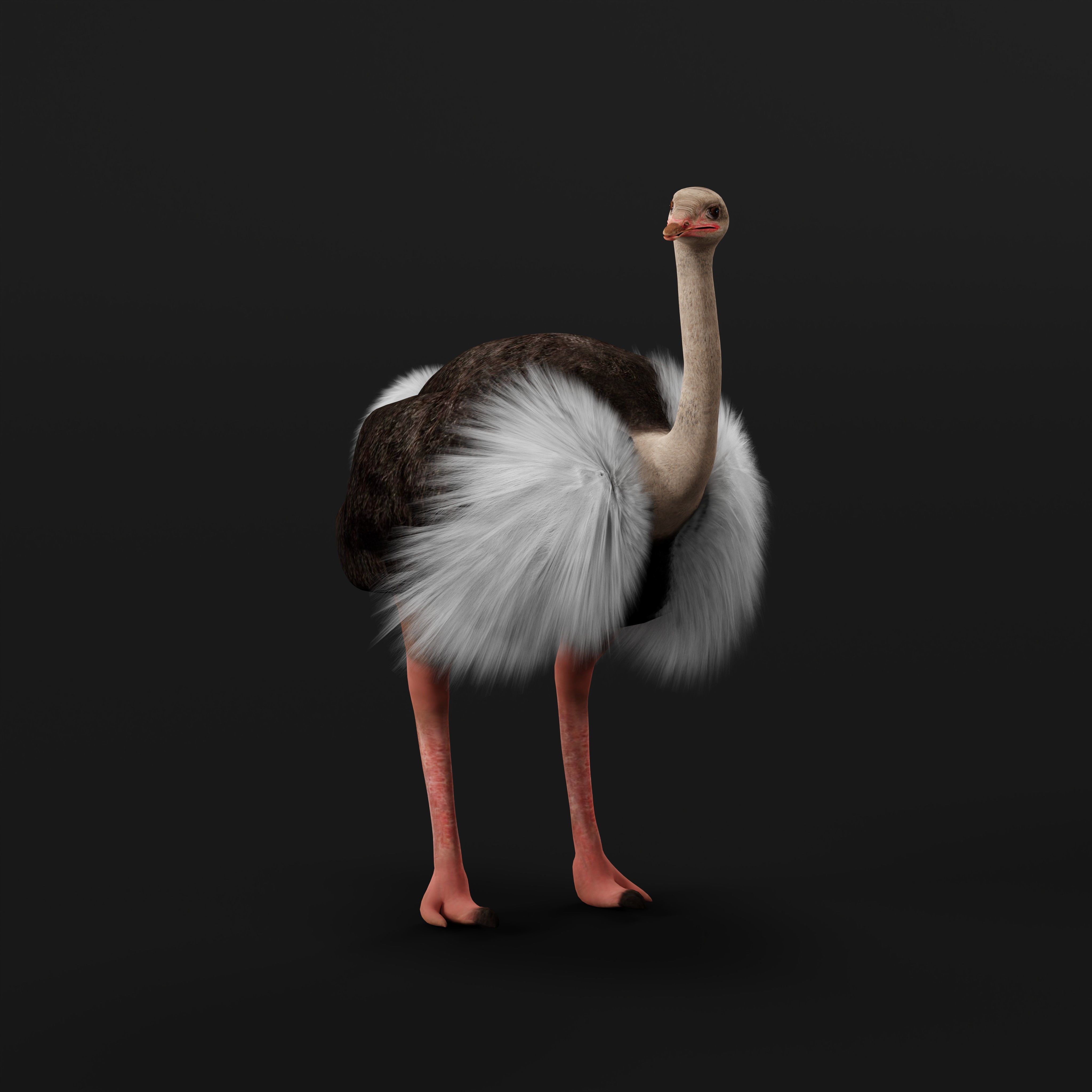 Ostrich Bird Low-poly 3D model_39