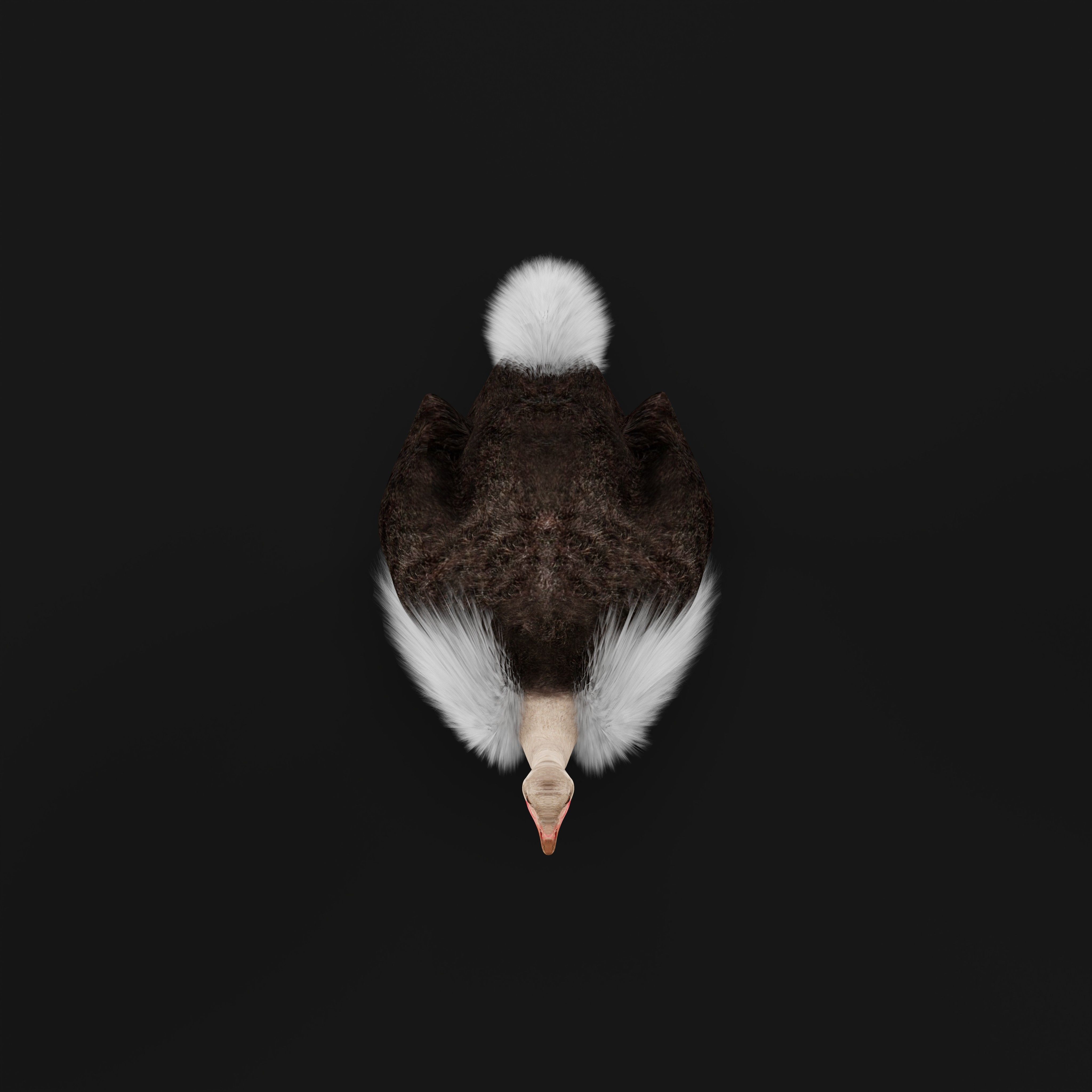 Ostrich Bird Low-poly 3D model_35