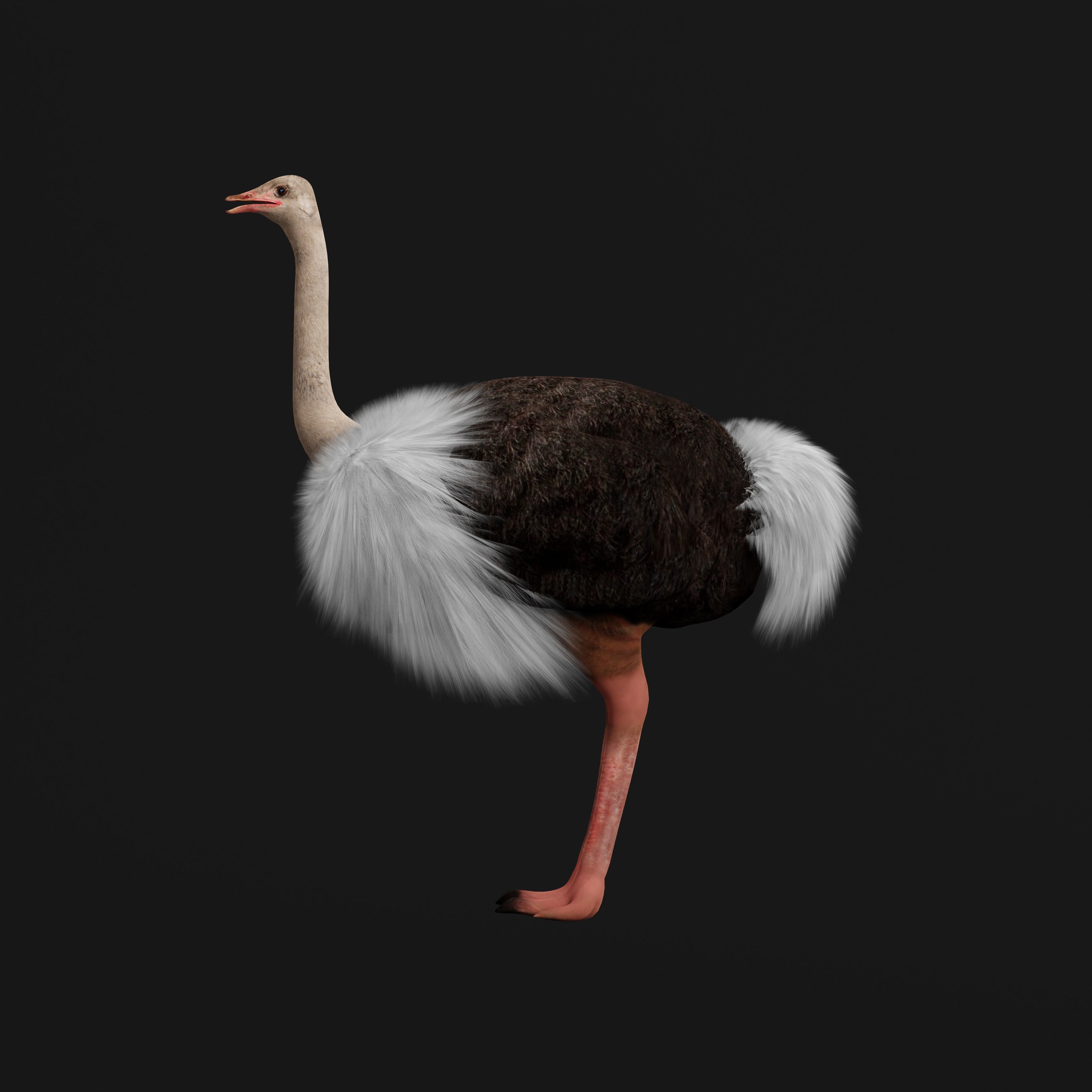 Ostrich Bird Low-poly 3D model_38