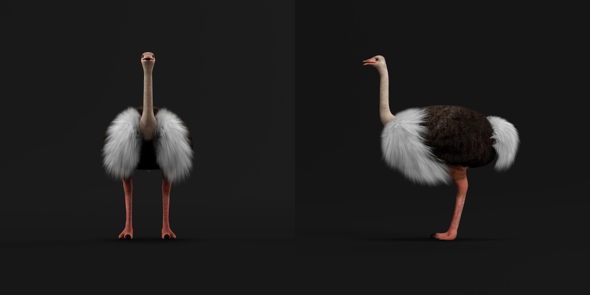 Ostrich Bird Low-poly 3D model_4