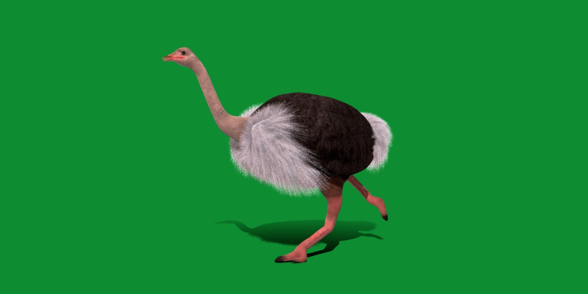 Ostrich Bird Low-poly 3D model_27