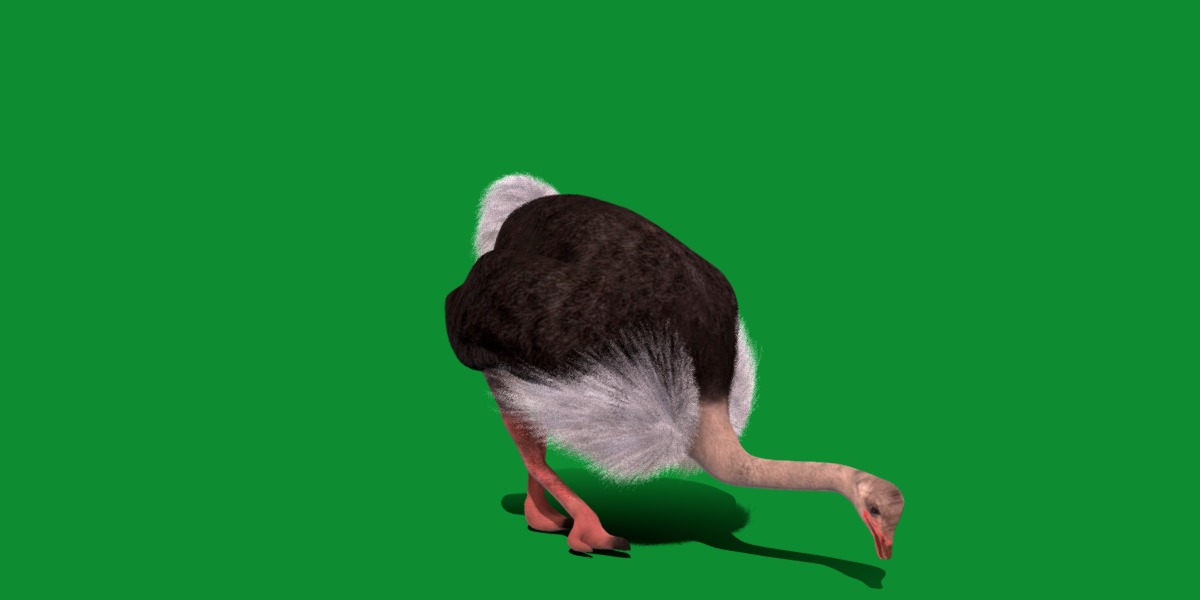 Ostrich Bird Low-poly 3D model_15