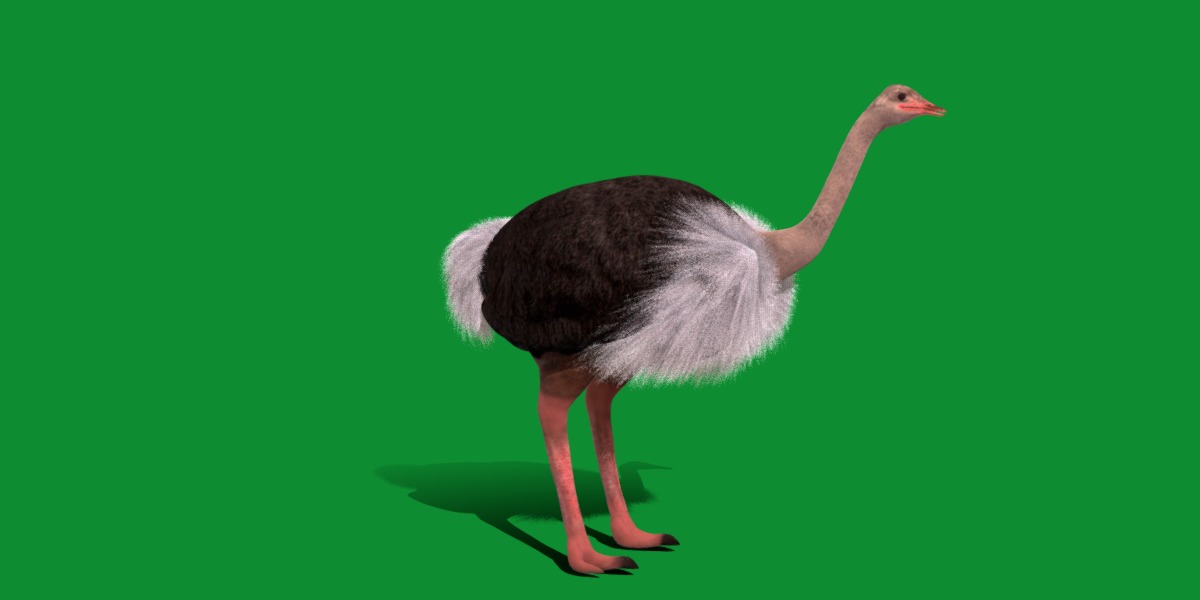 Ostrich Bird Low-poly 3D model_3