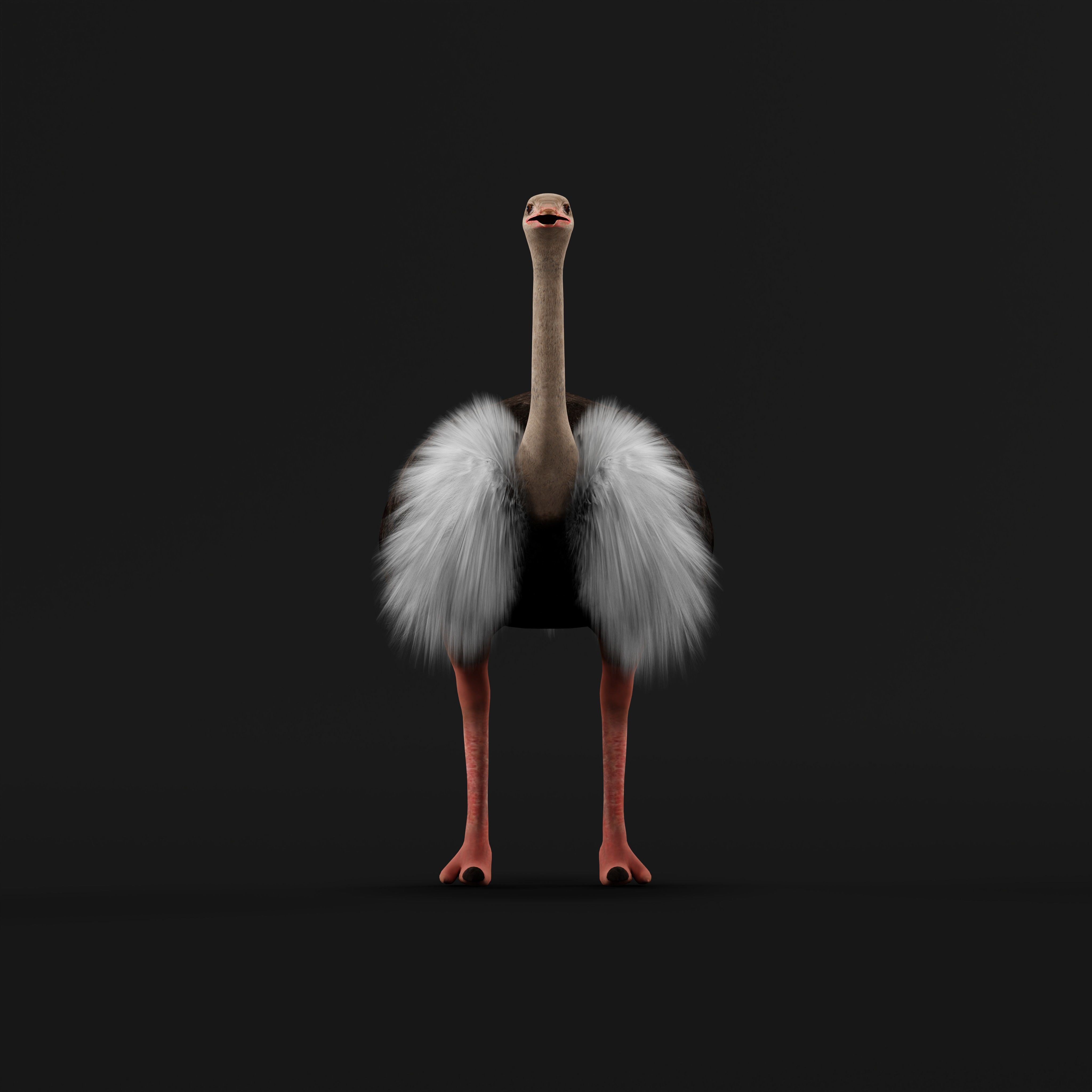 Ostrich Bird Low-poly 3D model_33