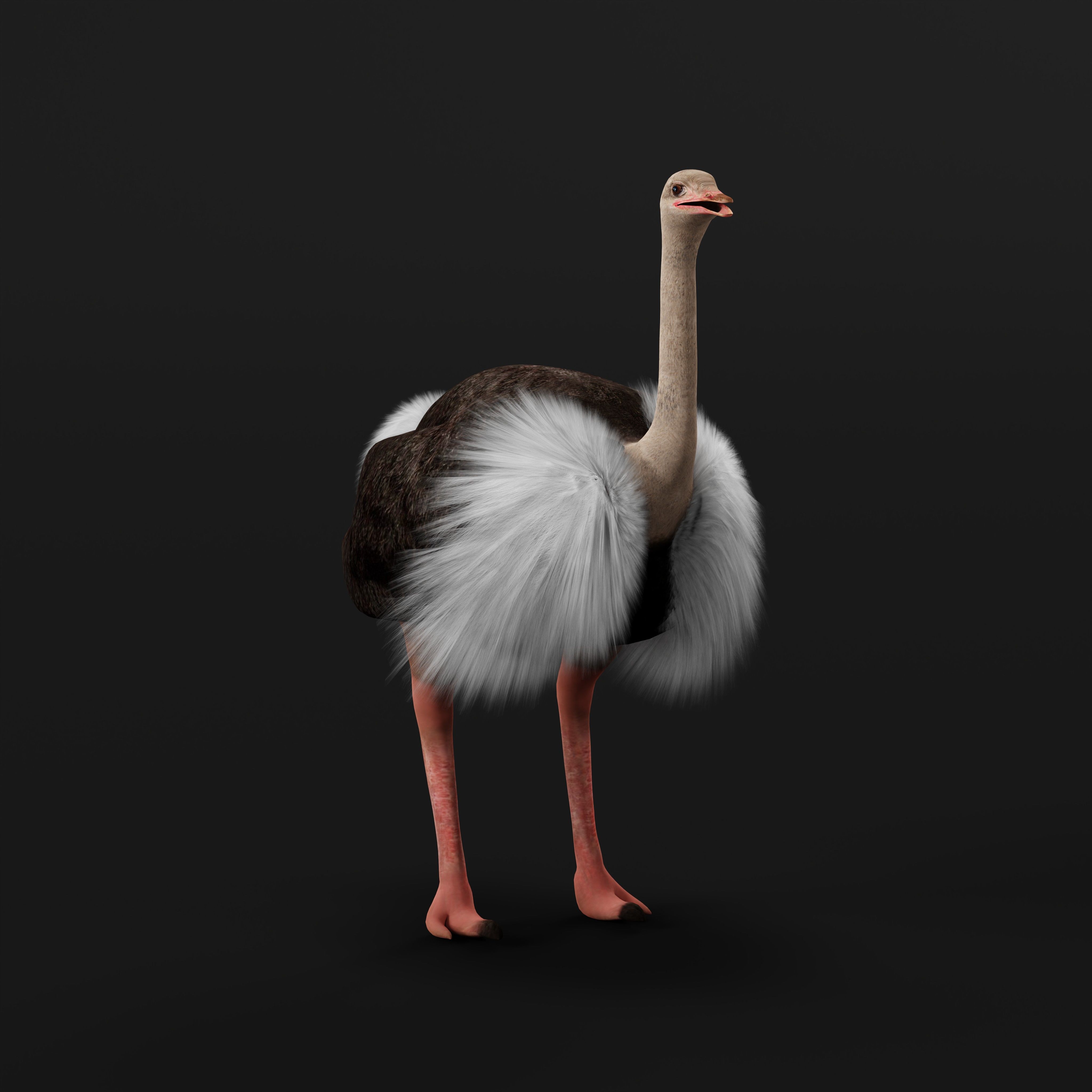 Ostrich Bird Low-poly 3D model_36