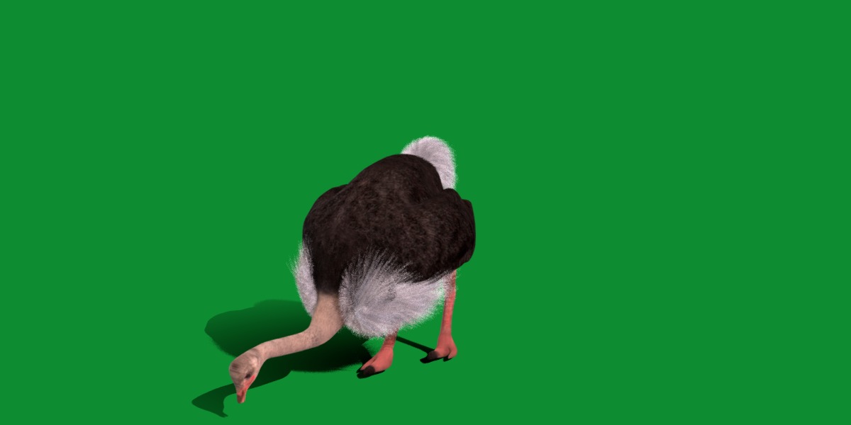 Ostrich Bird Low-poly 3D model_20