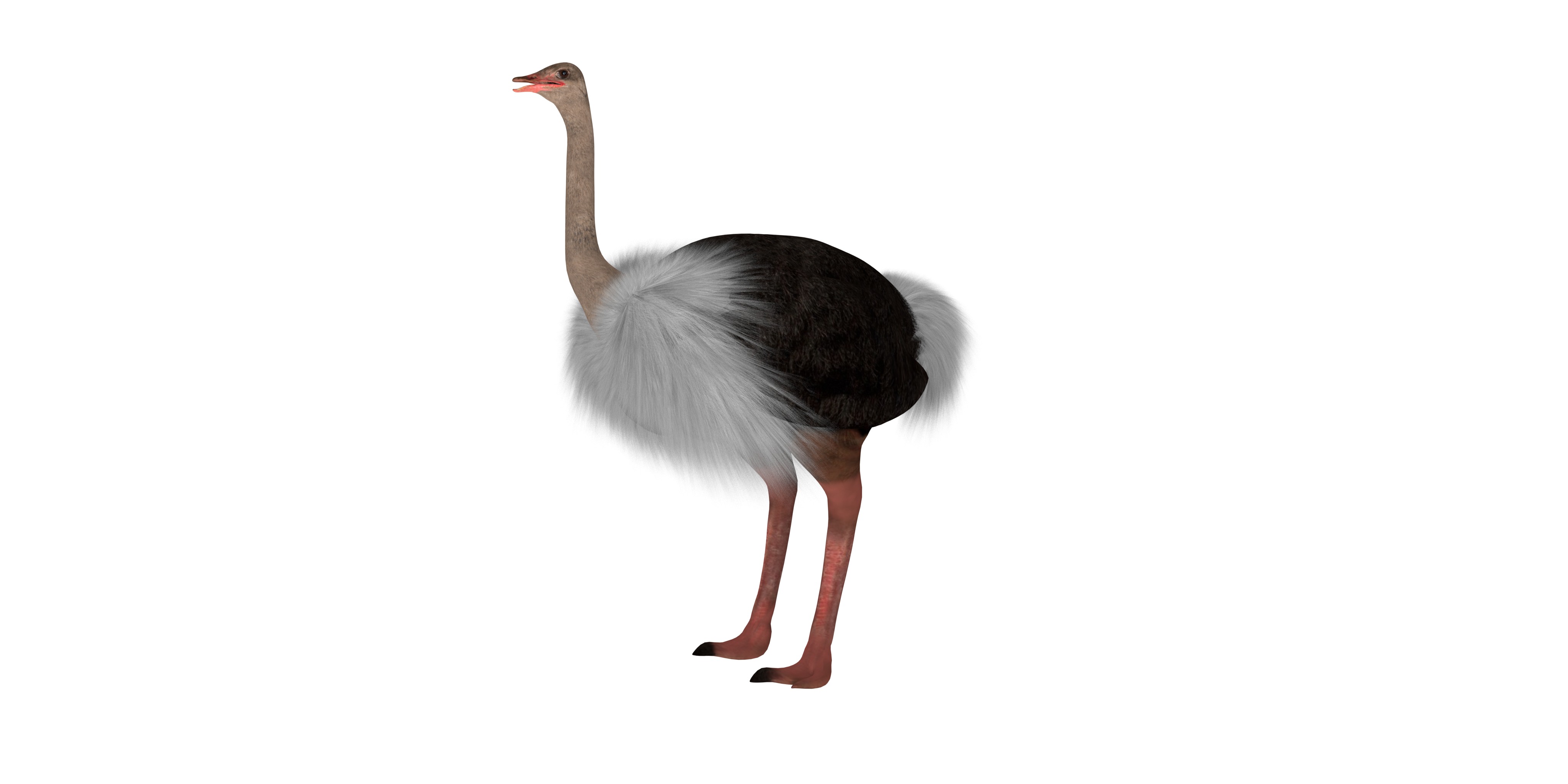 Ostrich Bird Low-poly 3D model_14