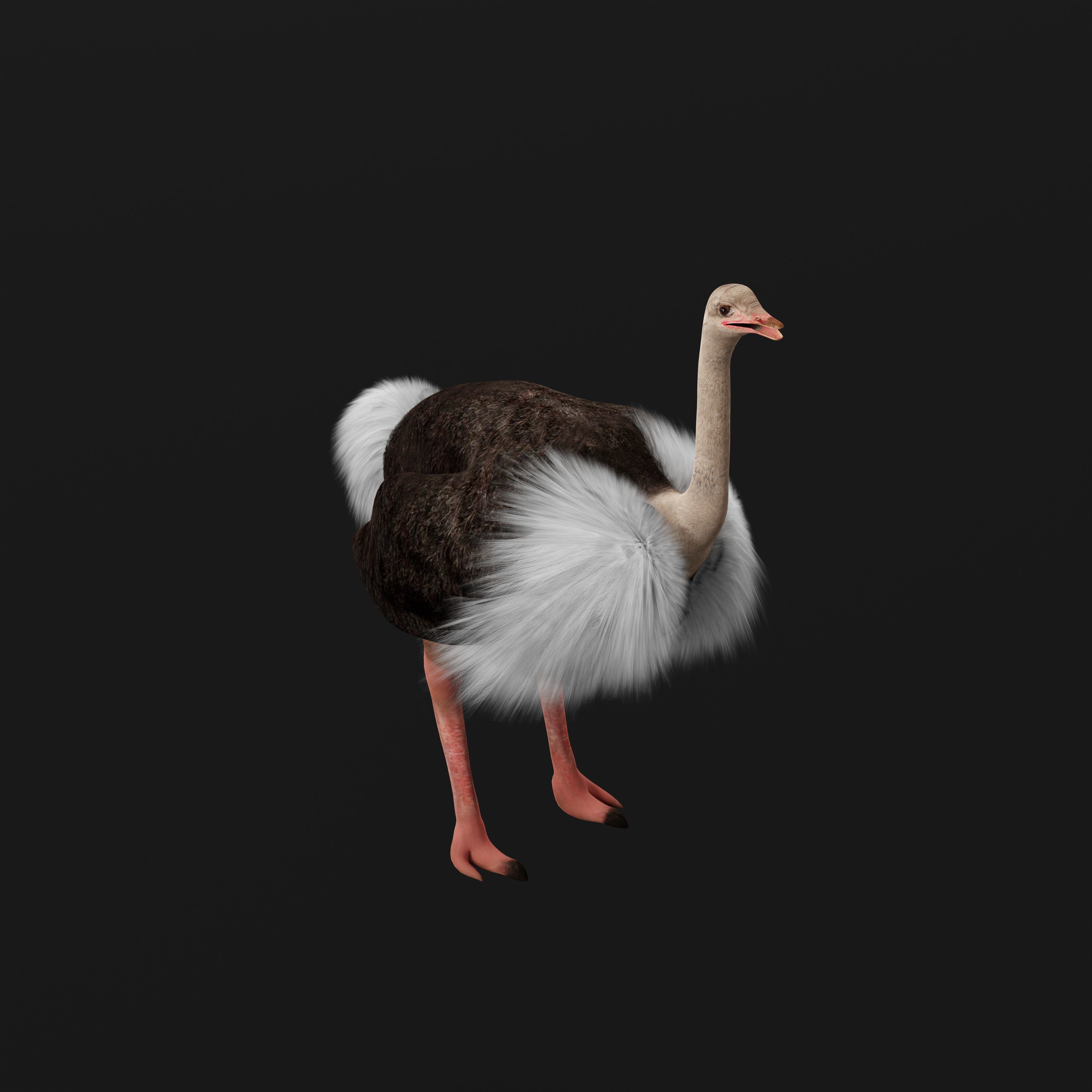 Ostrich Bird Low-poly 3D model_37