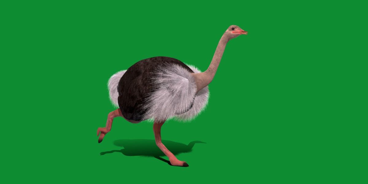 Ostrich Bird Low-poly 3D model_26