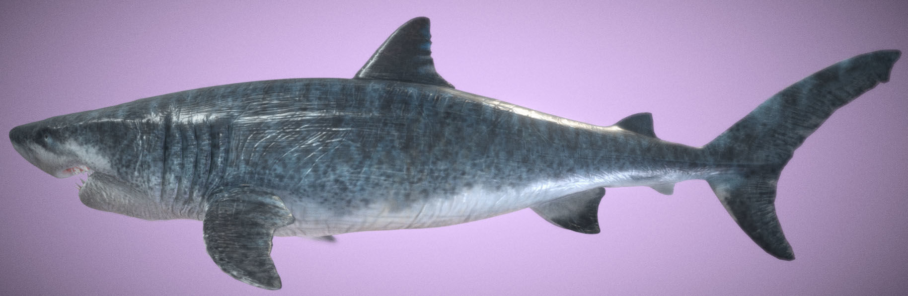 Ultra Megalodon  Low-poly 3D model_5
