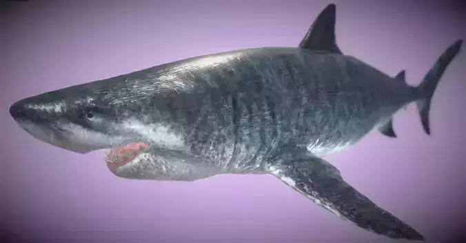 Ultra Megalodon  Low-poly 3D model