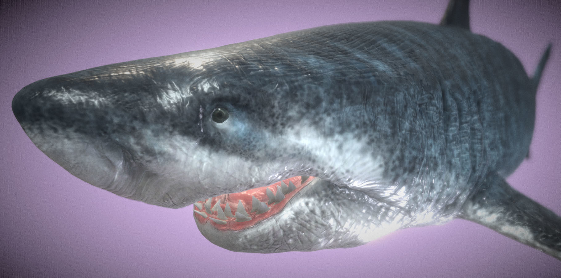 Ultra Megalodon  Low-poly 3D model_4