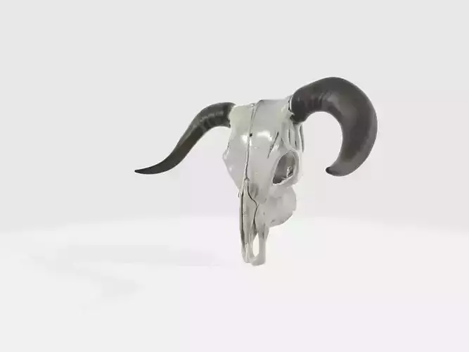 Realistic PBR 3D Model of bull Skull with Curved Horns Free 3D model