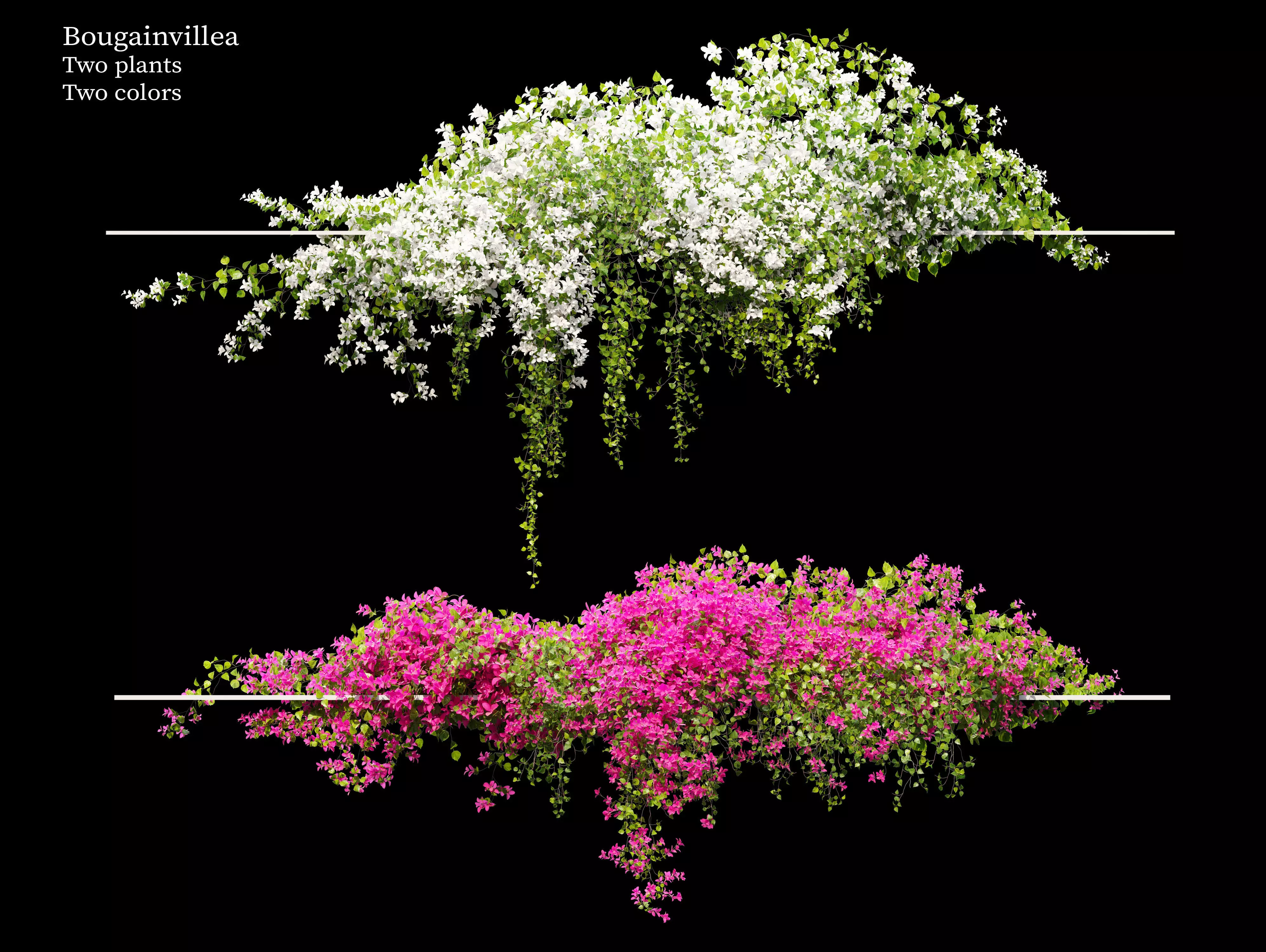 Bougainvillea 04 3D model_0