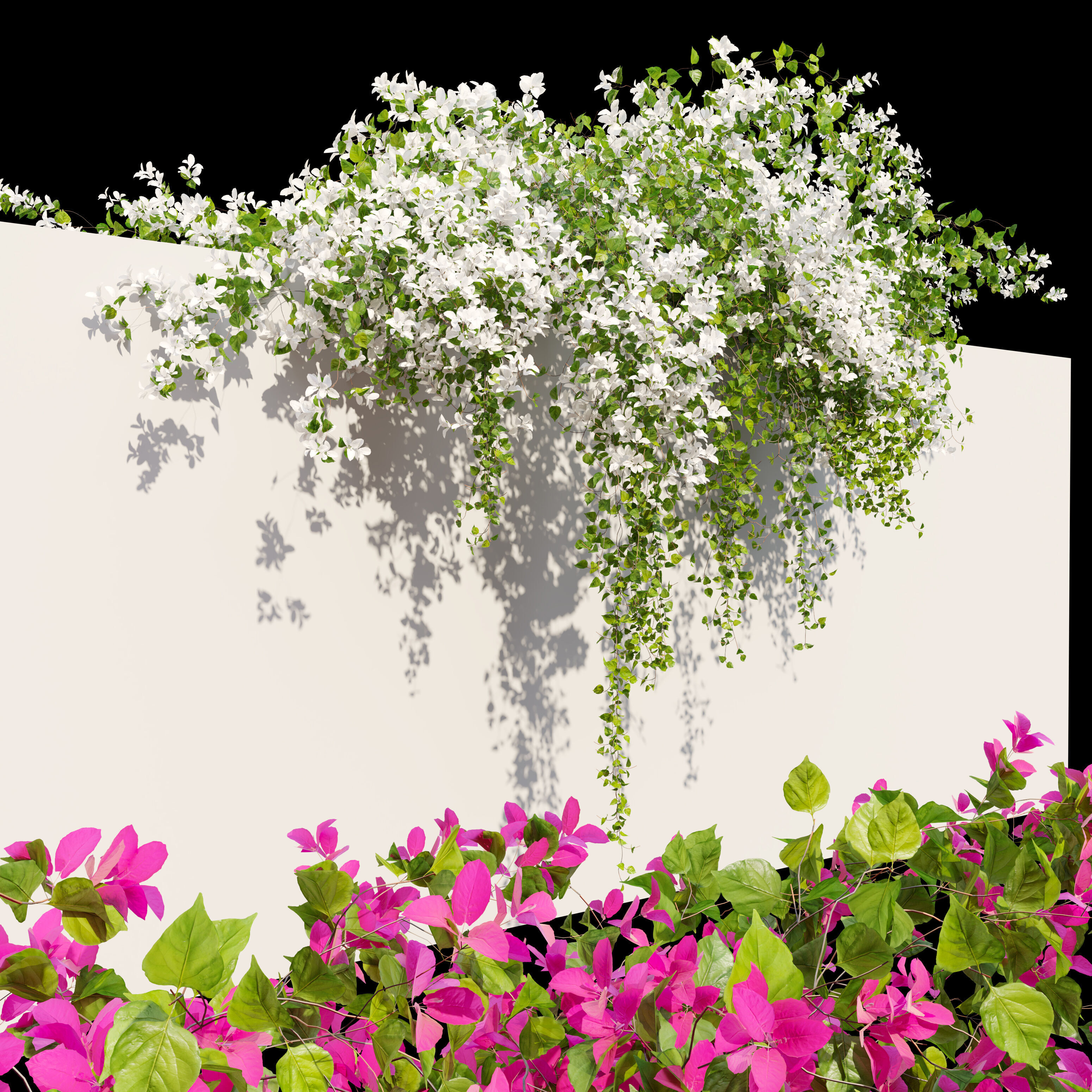 Bougainvillea 04 3D model_2