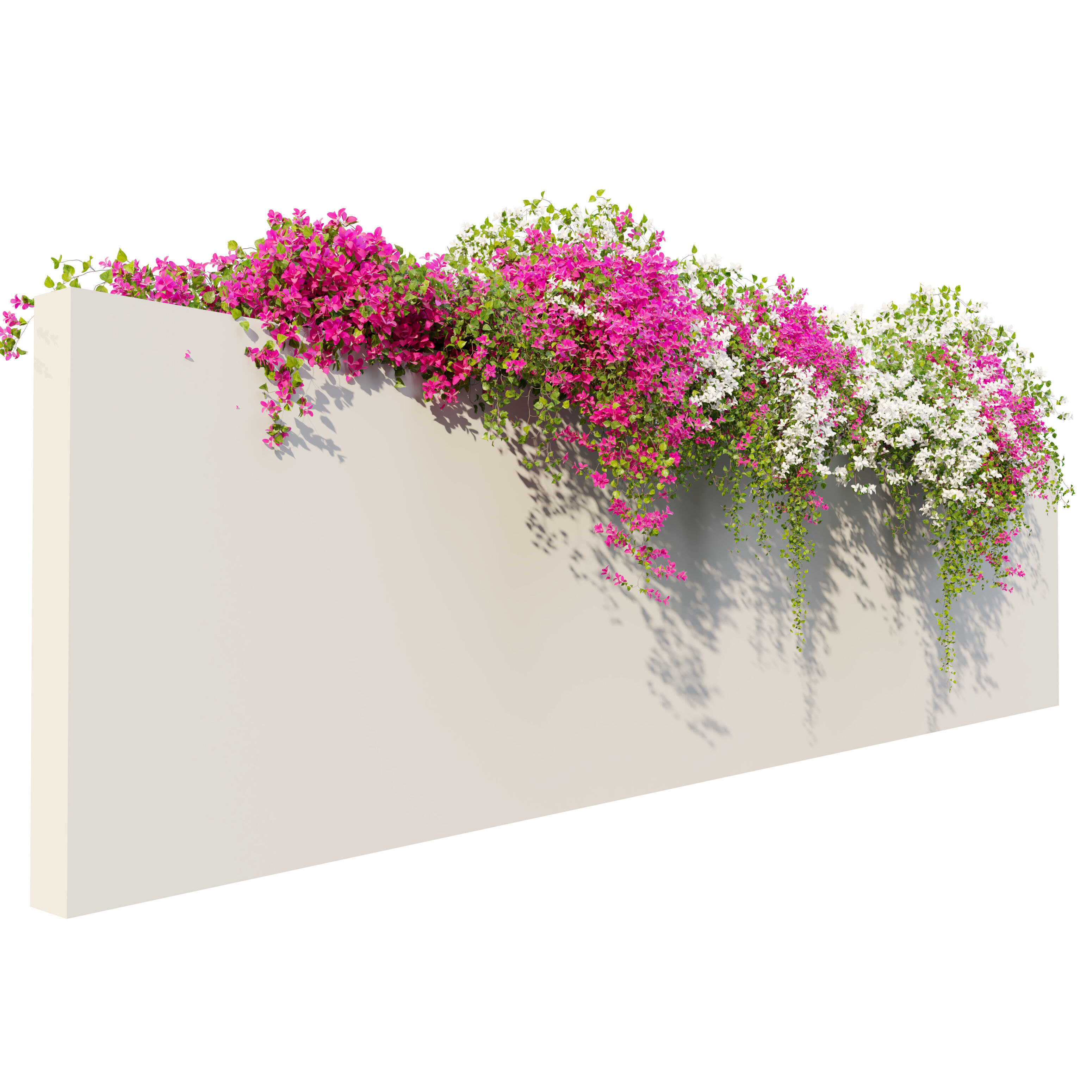 Bougainvillea 04 3D model_1