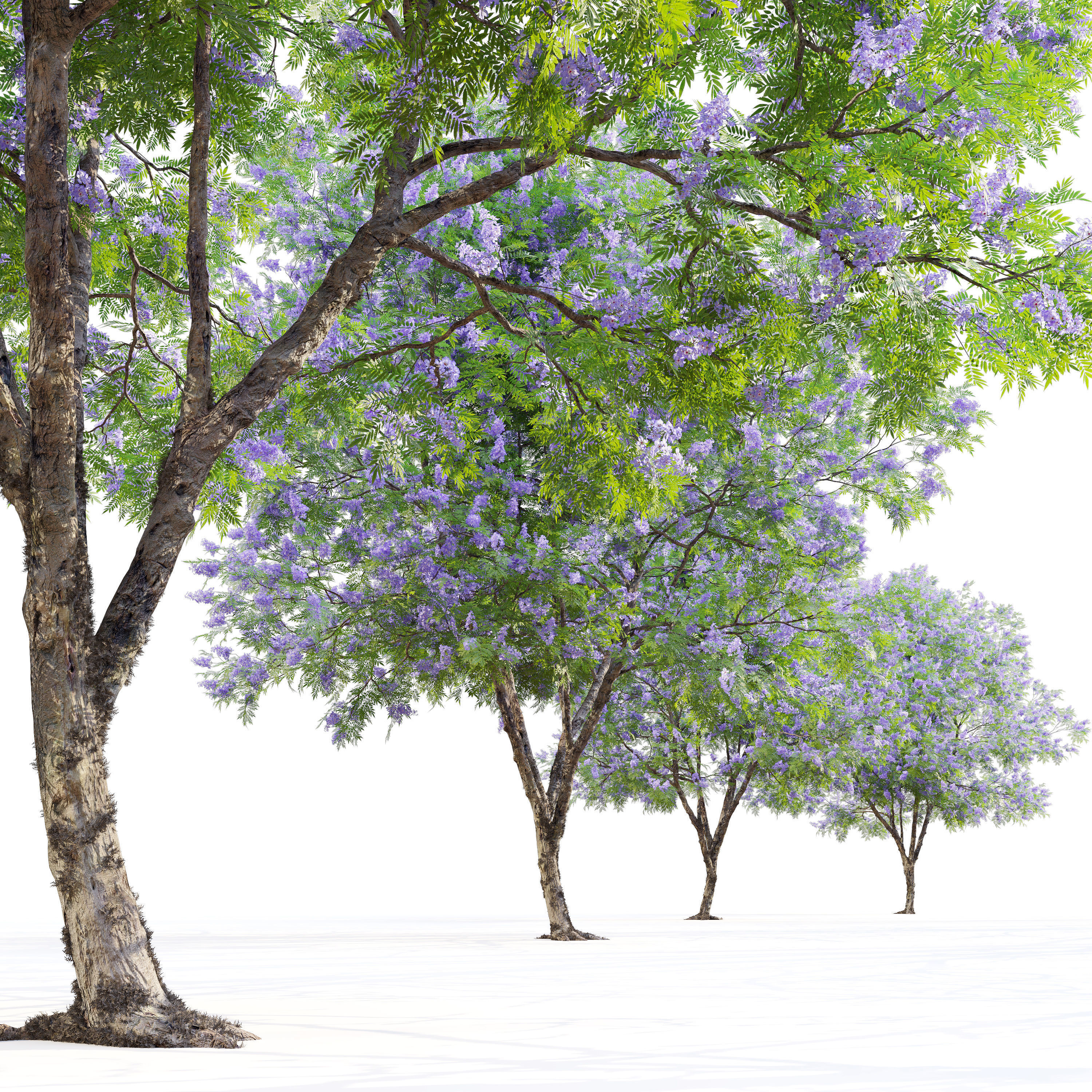 Jacaranda tree 3D model_1